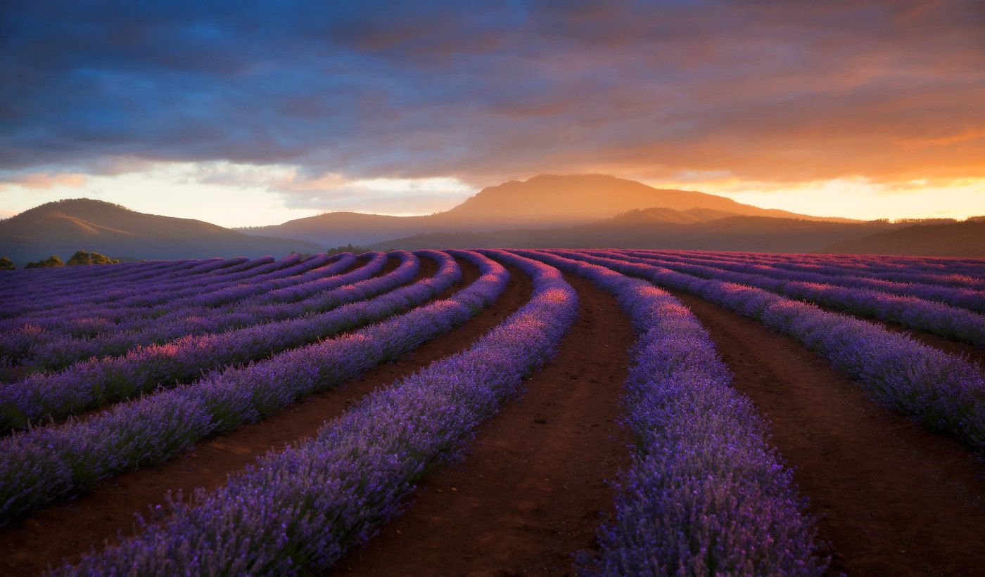 1400x821 Purple Magic: The Ultimate Lavender Field Photo Collection - 500px Wallpaper