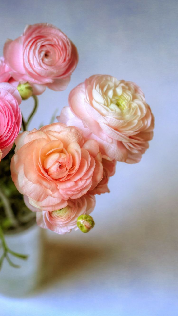 Ranunculus Wallpapers - 4k, HD Ranunculus Backgrounds on WallpaperBat