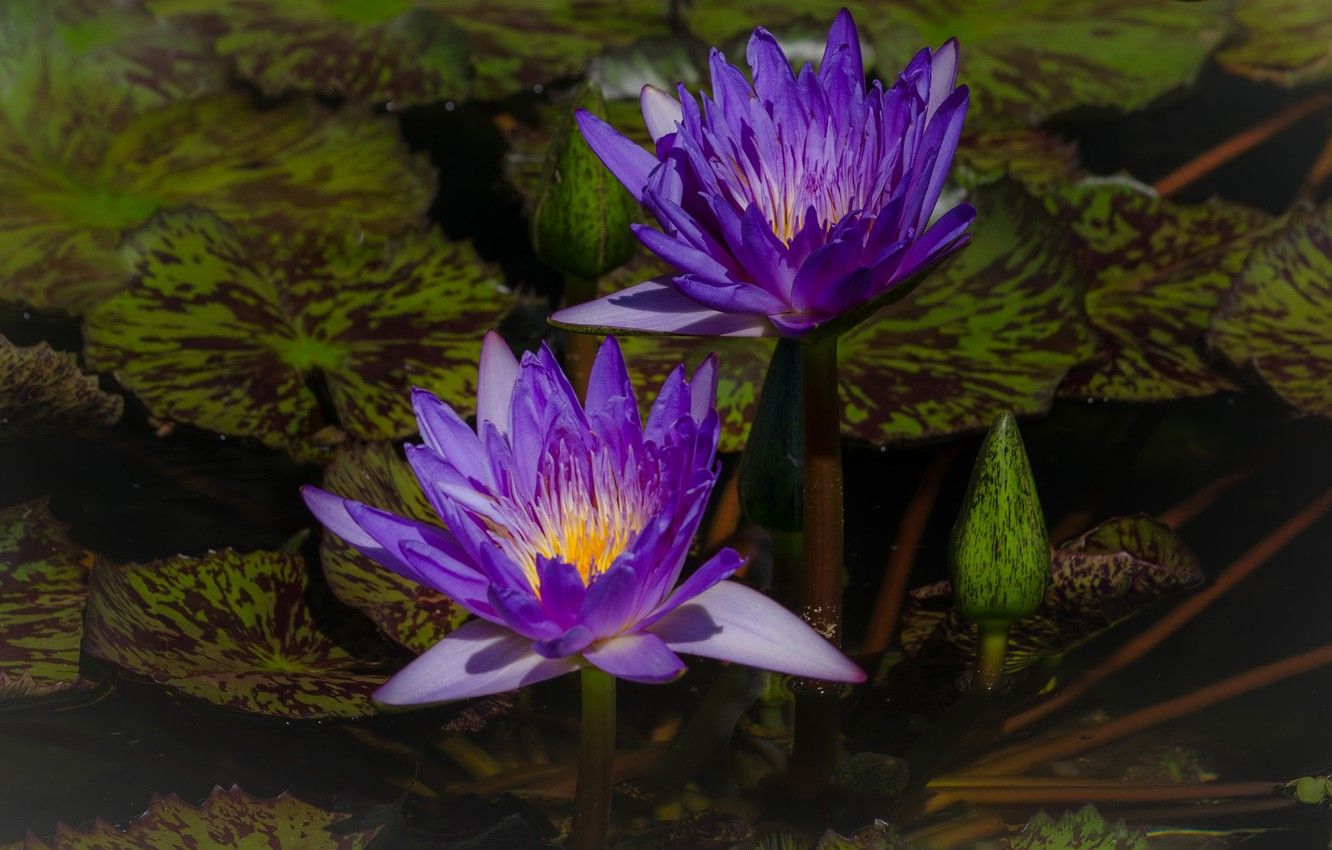 Lily Pond Wallpapers - 4k, HD Lily Pond Backgrounds on WallpaperBat