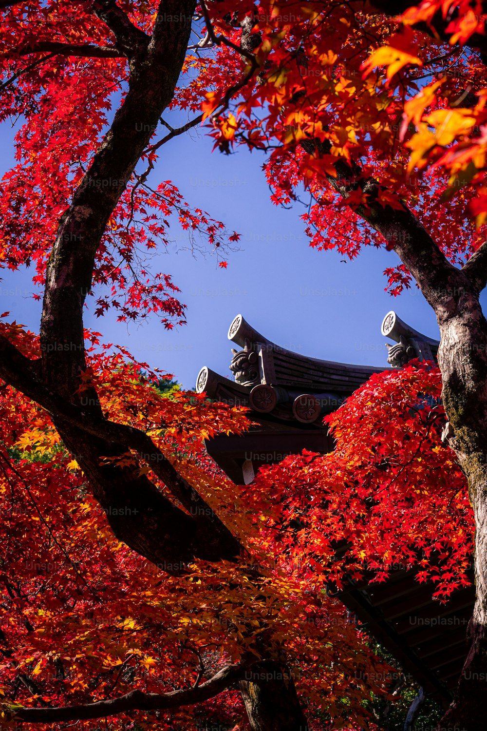 Japan Autumn Wallpapers - 4k, HD Japan Autumn Backgrounds on WallpaperBat