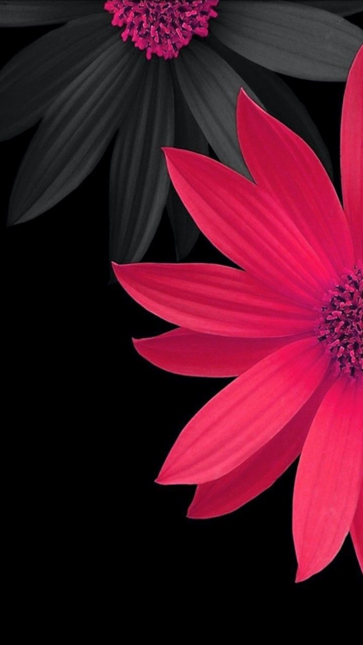 Flower AMOLED Wallpapers - 4k, HD Flower AMOLED Backgrounds on WallpaperBat