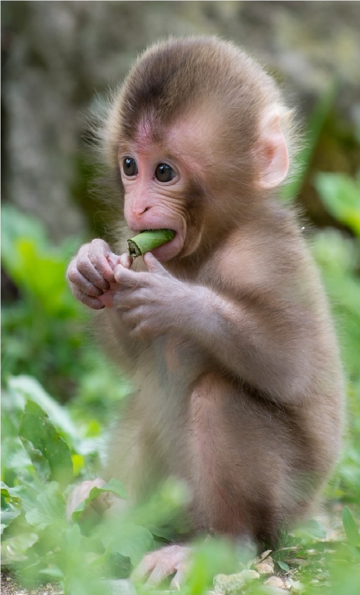 Baby Monkey Wallpapers 4k Hd Baby Monkey Backgrounds On Wallpaperbat