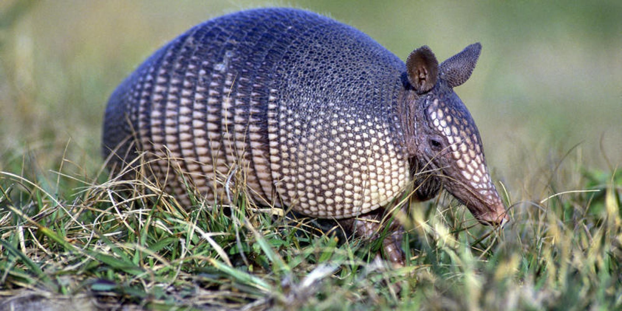 Armadillo HD Wallpapers - 4k, HD Armadillo Backgrounds on WallpaperBat