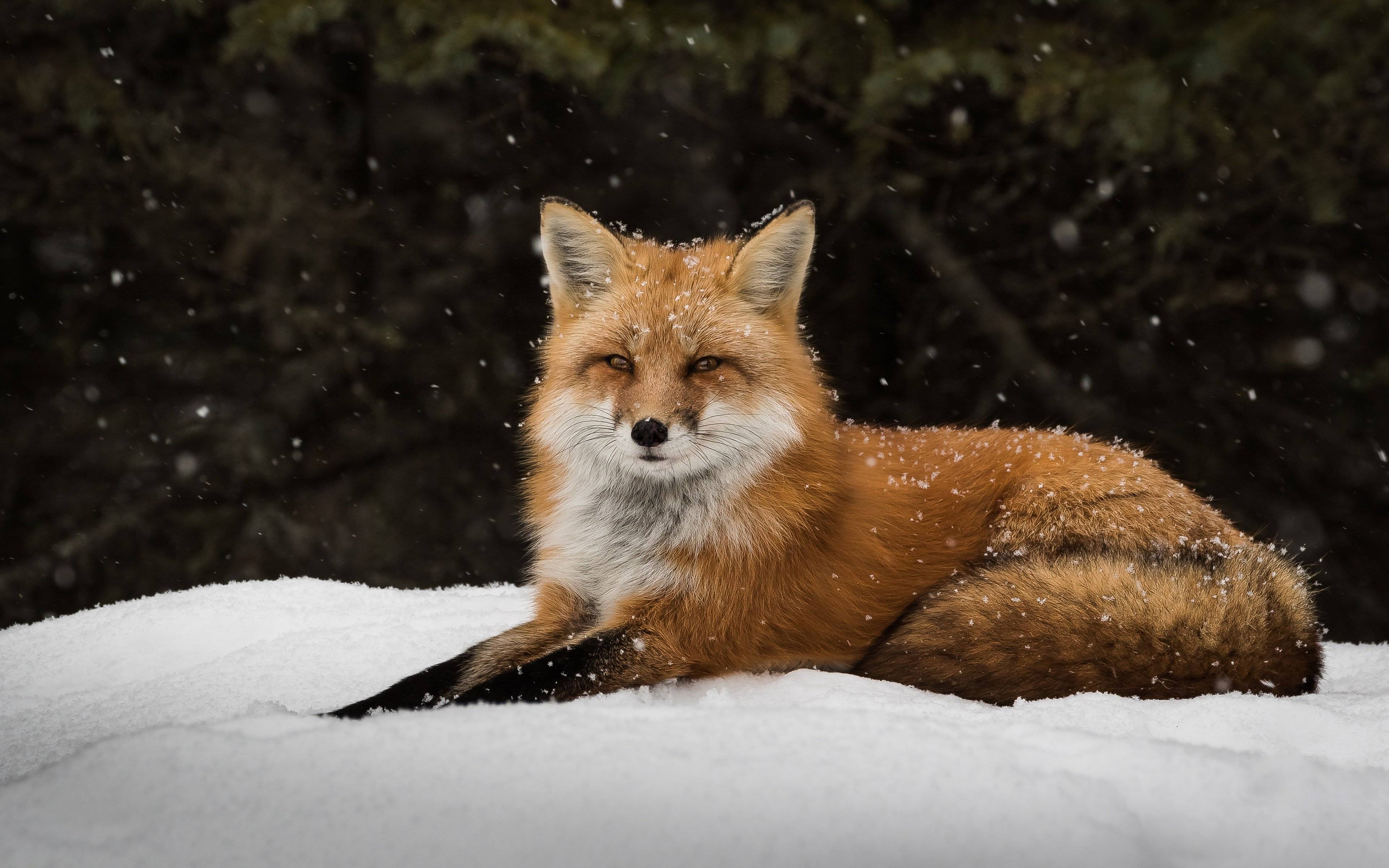 Arctic Fox Wallpapers - 4k, HD Arctic Fox Backgrounds on WallpaperBat