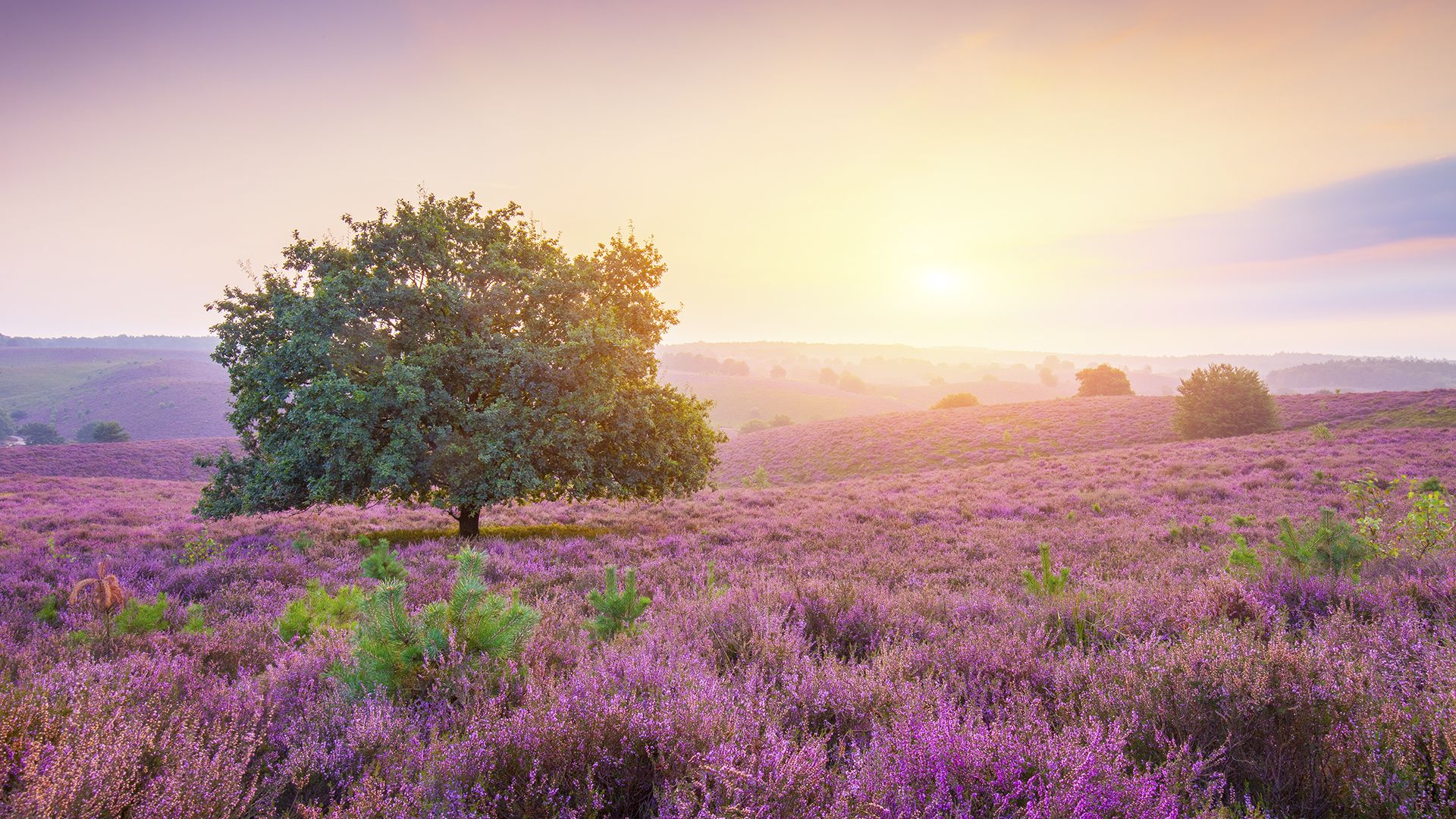 1920x1080 Lavender Fields HD Wallpaper | 1920x1080 | ID:62851 ... Wallpaper