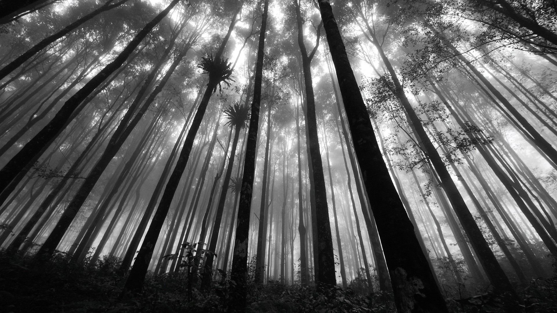 Black and White Forest Wallpapers - 4k, HD Black and White Forest