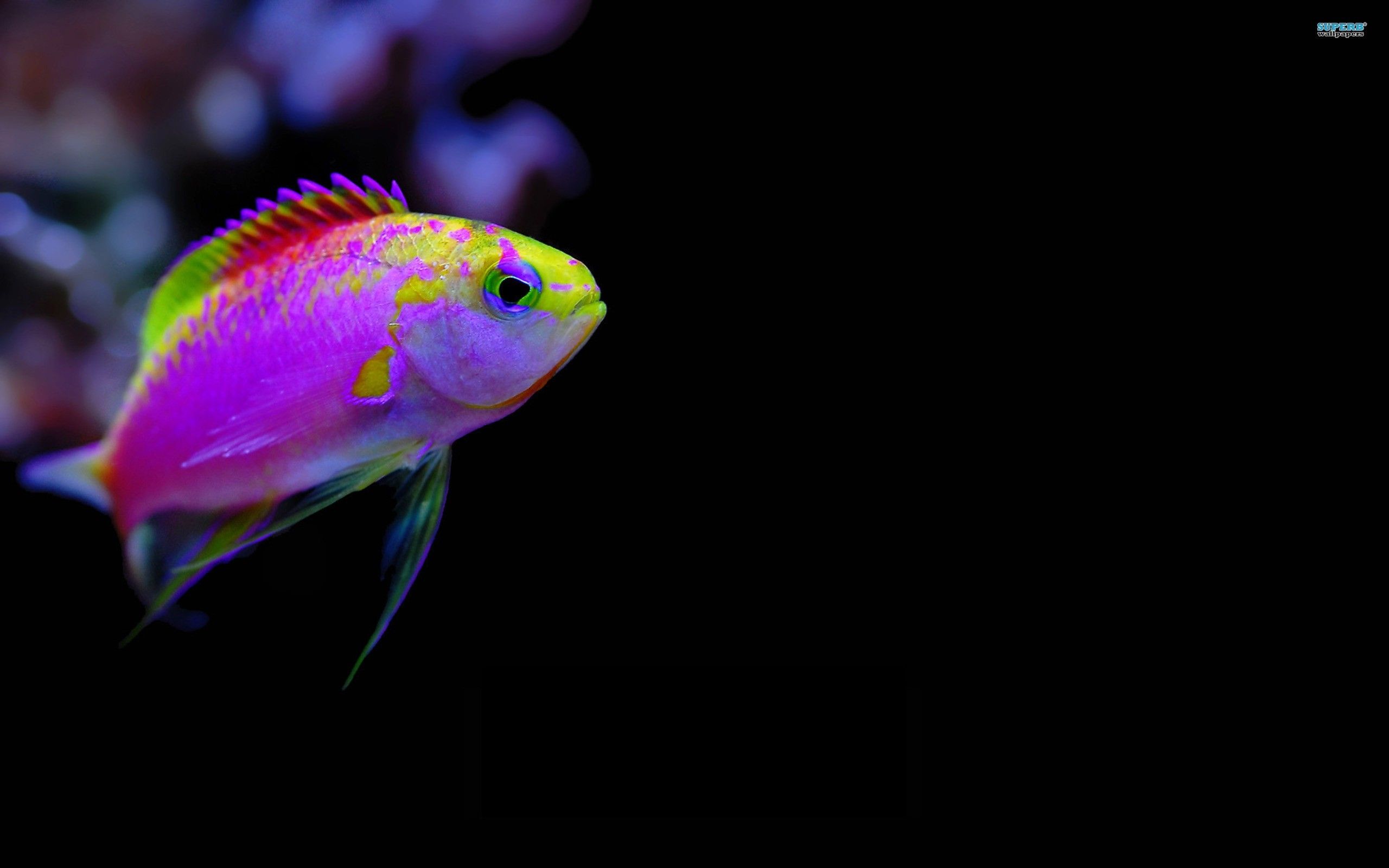 Fish High Resolution Wallpapers - 4k, HD Fish High Resolution ...