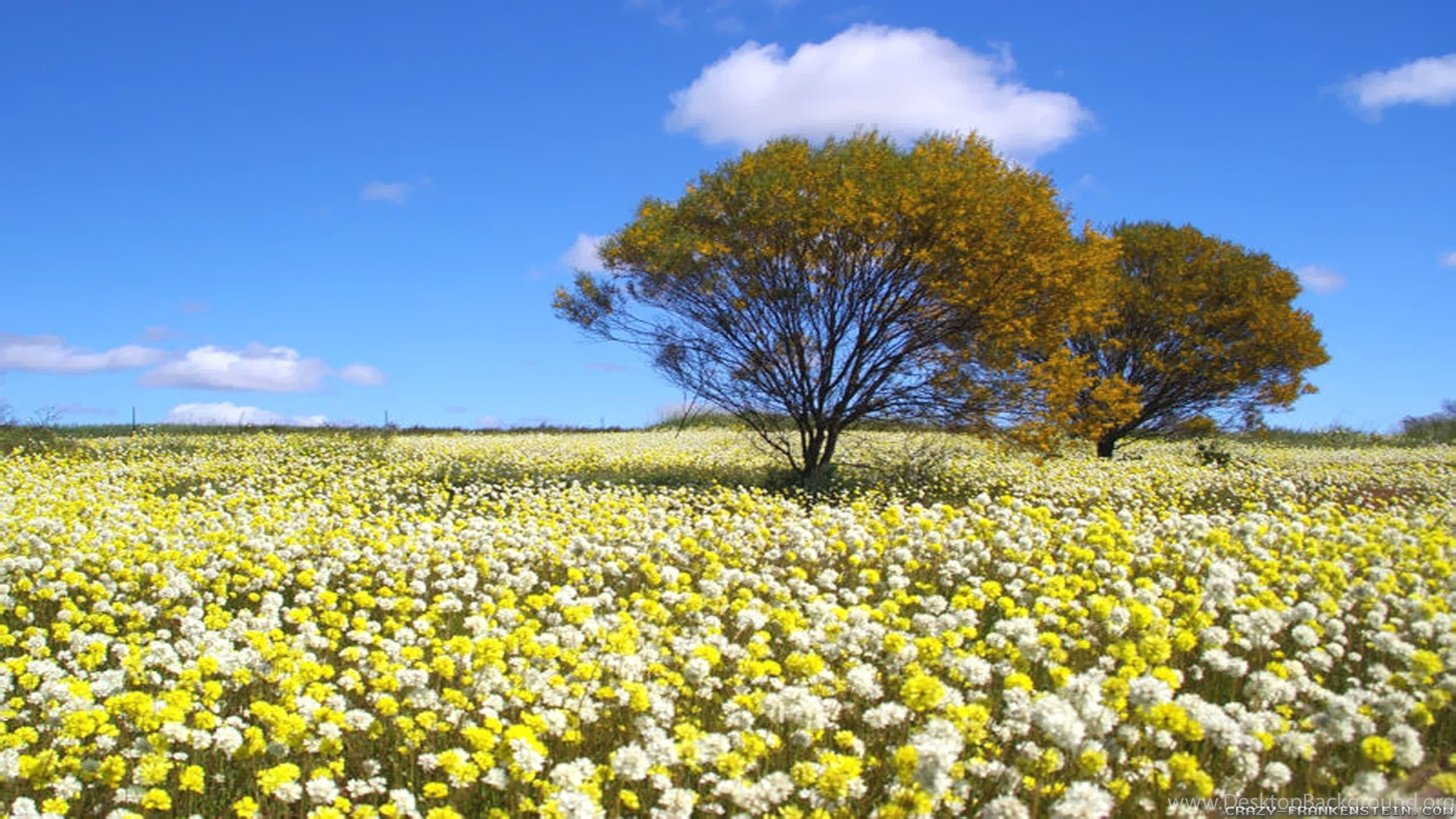 australia-spring-wallpapers-4k-hd-australia-spring-backgrounds-on