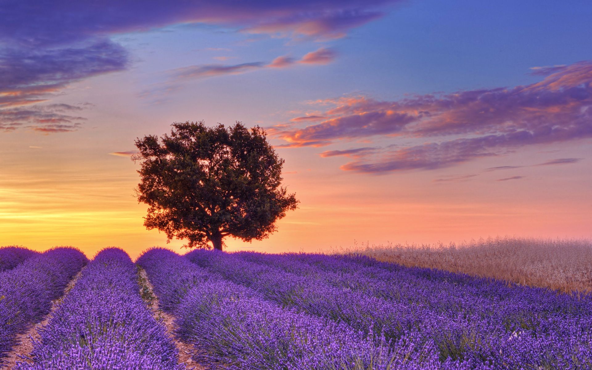 1920x1200 Best 43+ Provence Lavender Wallpaper on HipWallpaper | Lavender ... Wallpaper