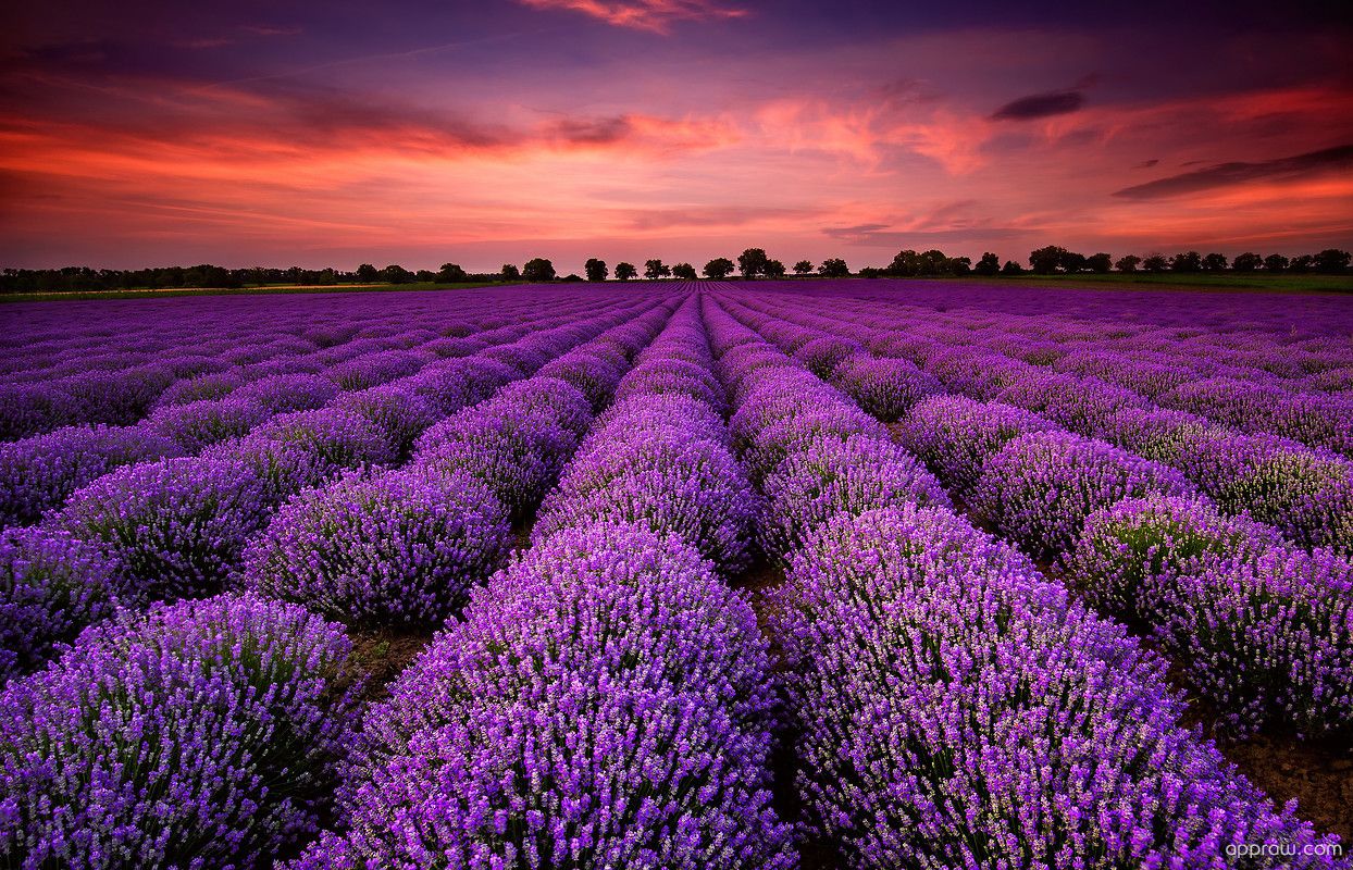 1244x800 Gorgeous Lavender Fields Wallpaper download - Lavender HD ... Wallpaper