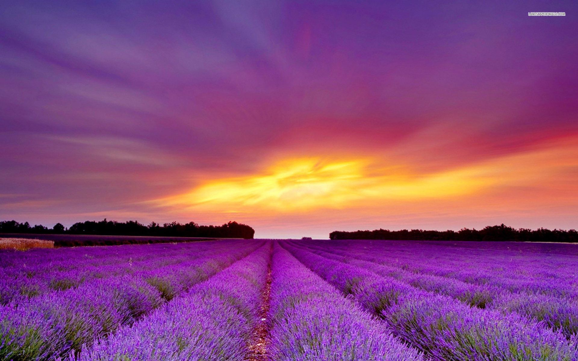 1920x1200 Free download Lavender Field Purple Sunset wallpapers Lavender ... Wallpaper