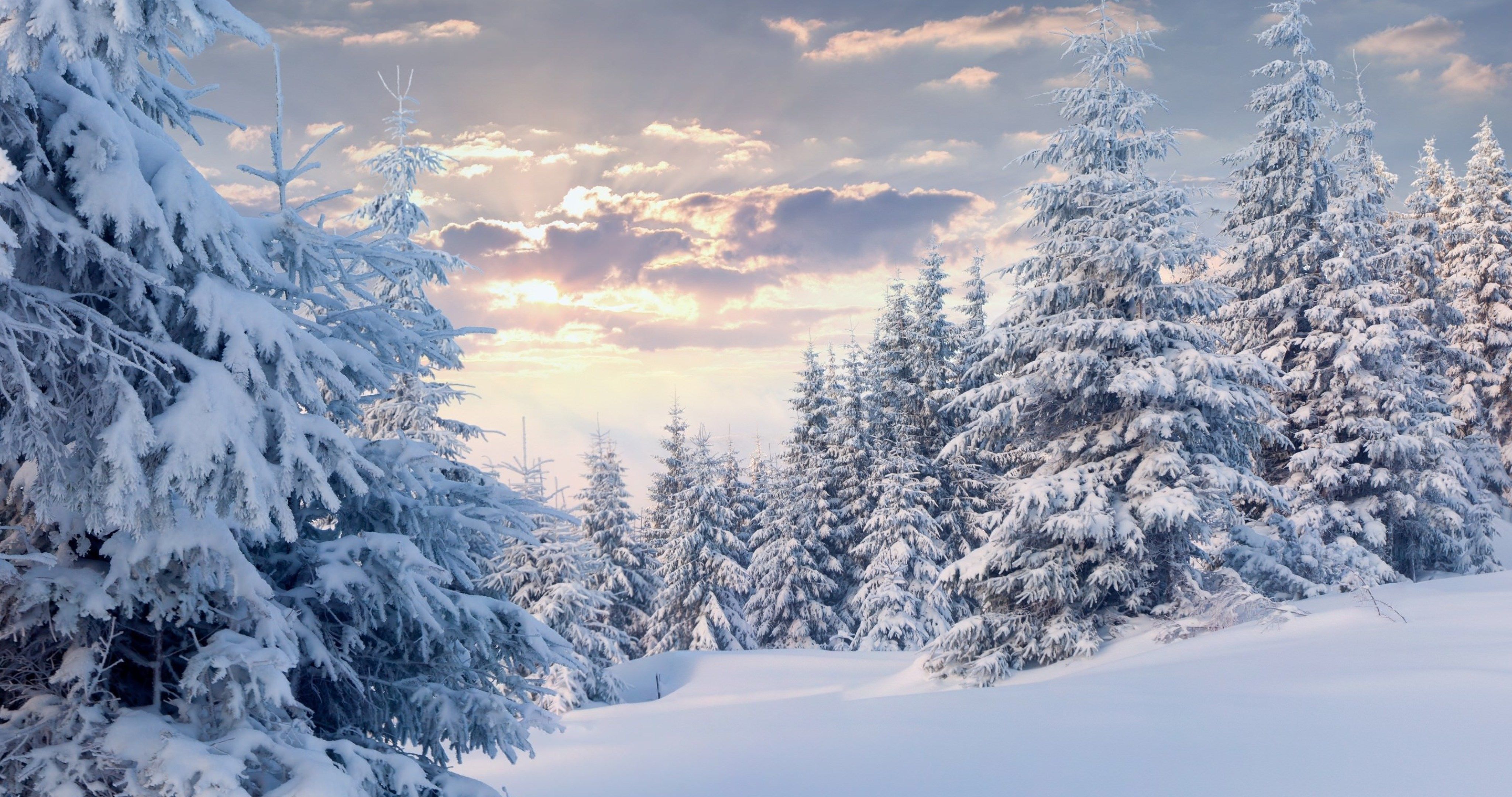 Snowy Forest Wallpapers - 4k, HD Snowy Forest Backgrounds on WallpaperBat