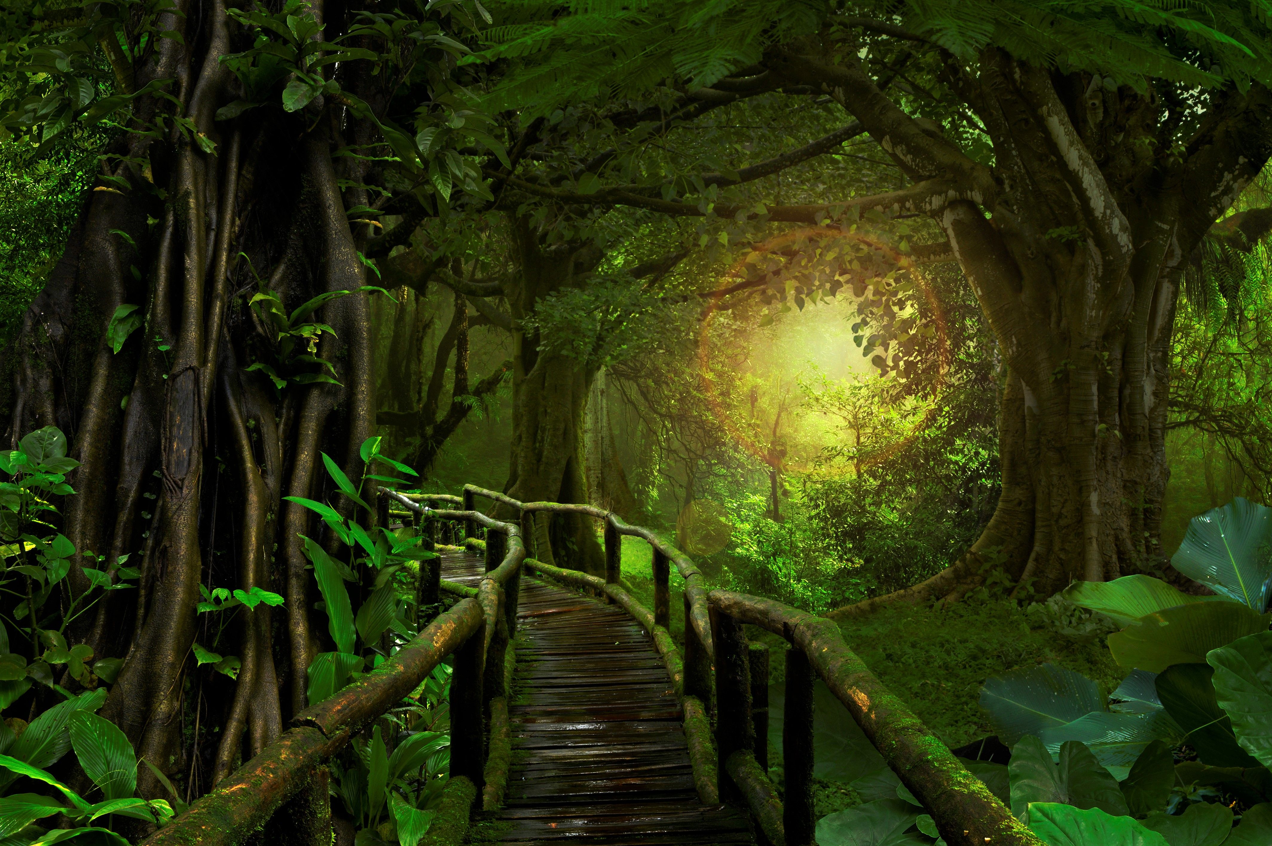 4256x2832 Bridge in Tropical Forest 4k Ultra HD Wallpaper | Background Image ... Wallpaper