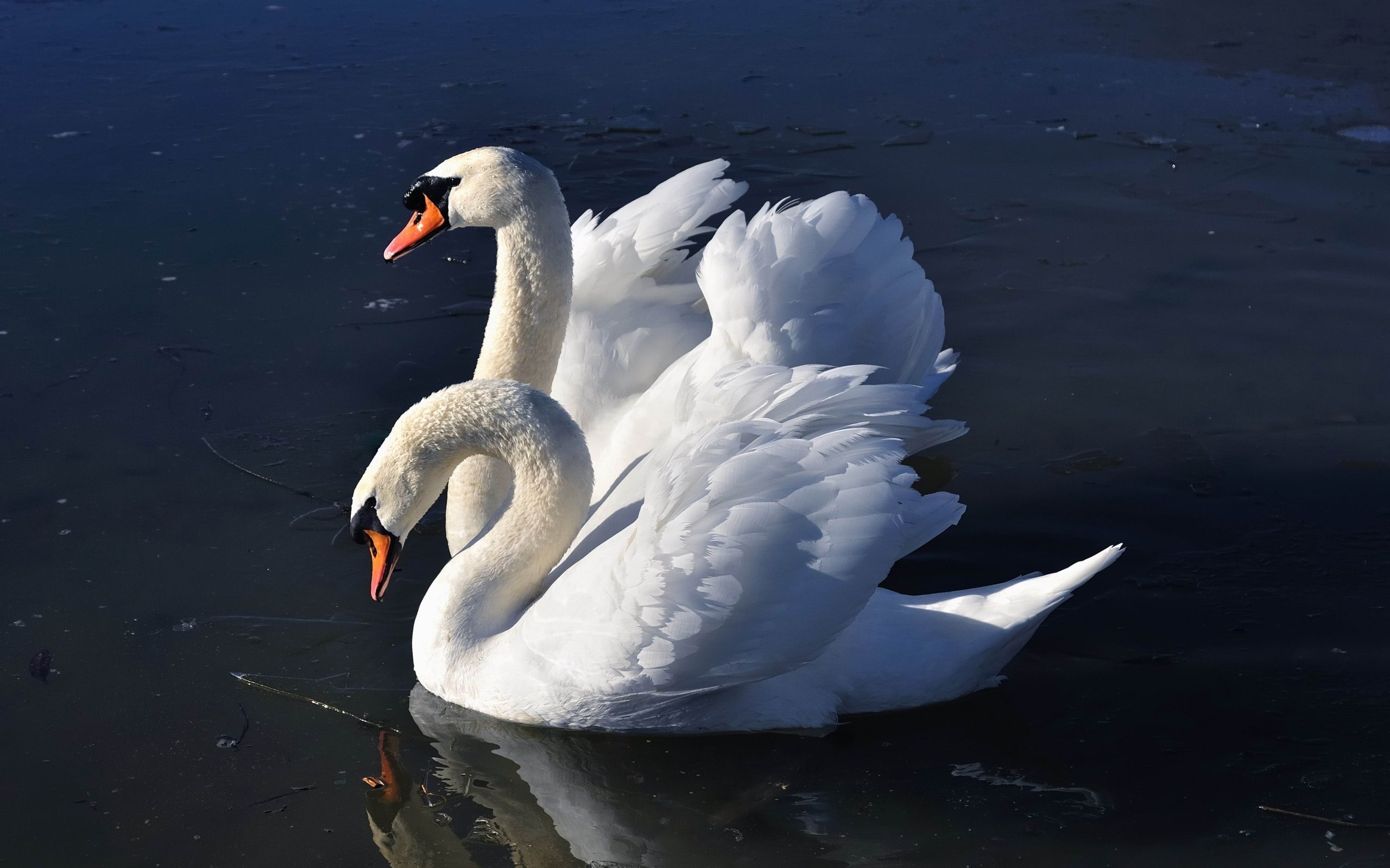 Swan Wallpapers - 4k, HD Swan Backgrounds on WallpaperBat