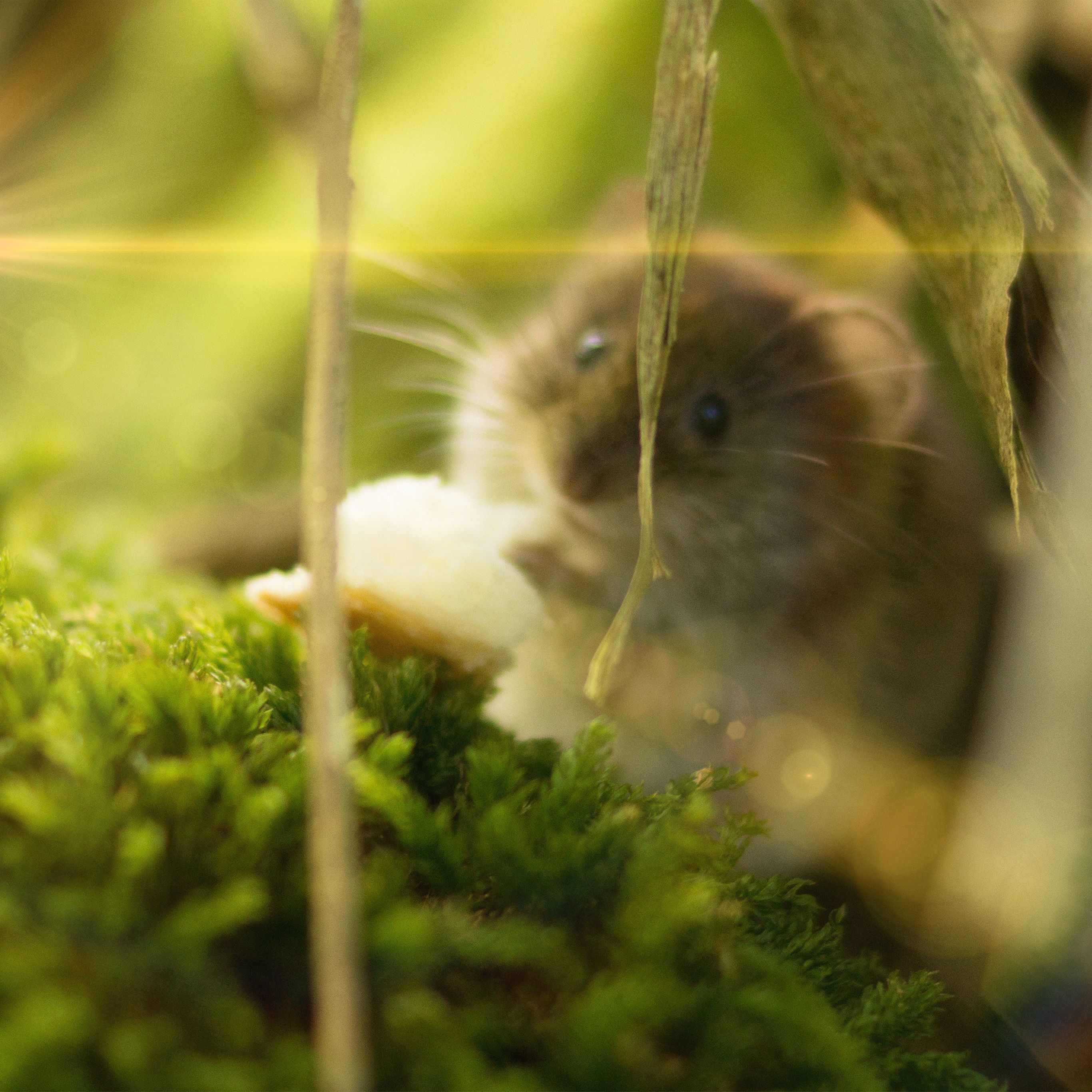 Mouse Animal Wallpapers - 4k, HD Mouse Animal Backgrounds on WallpaperBat