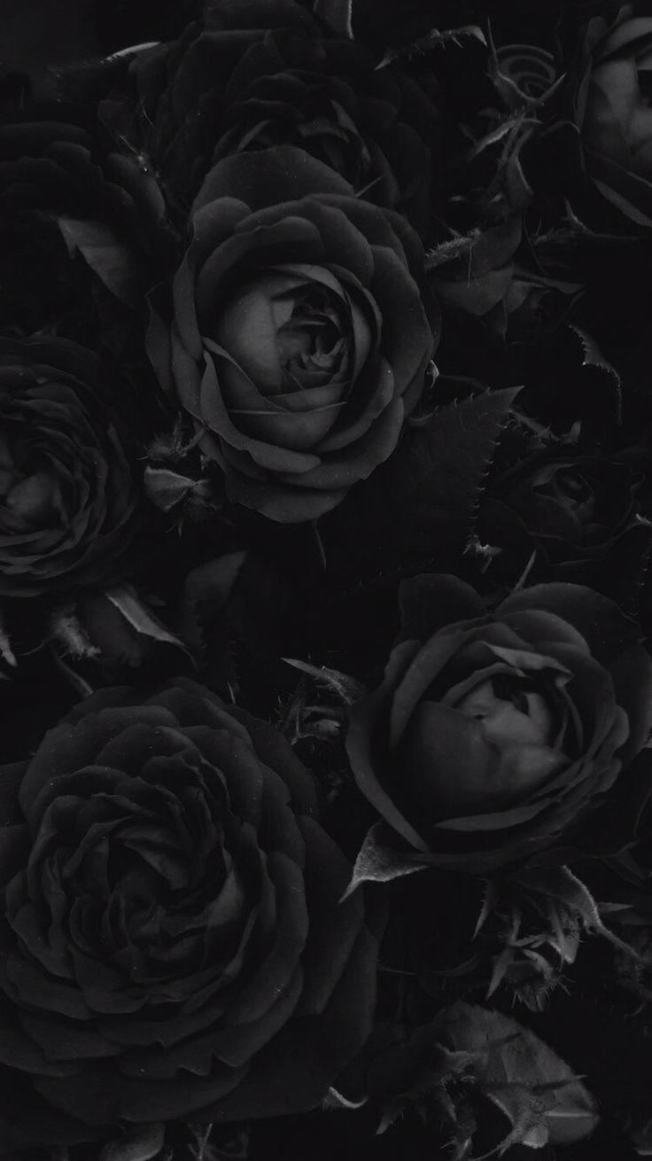 Black Rose Wallpapers - 4k, HD Black Rose Backgrounds on WallpaperBat