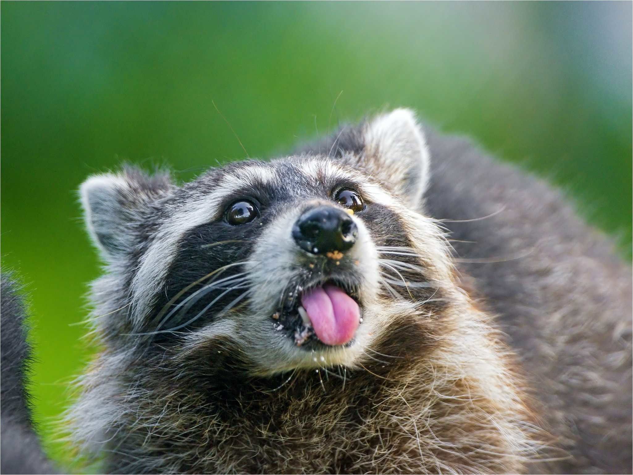 Raccoon Wallpaper Samsung
