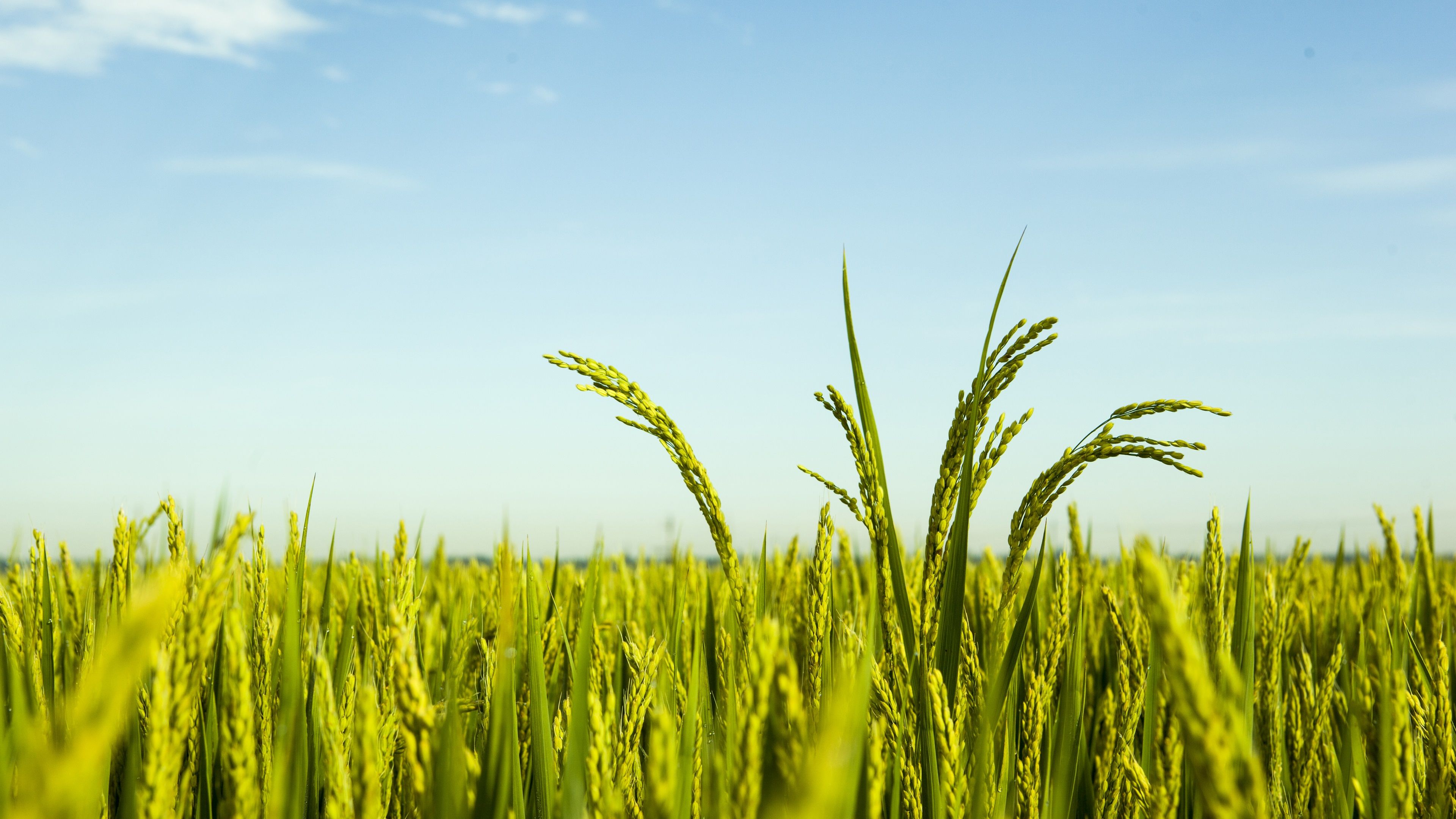 Rice Field Wallpapers K HD Rice Field Backgrounds On WallpaperBat