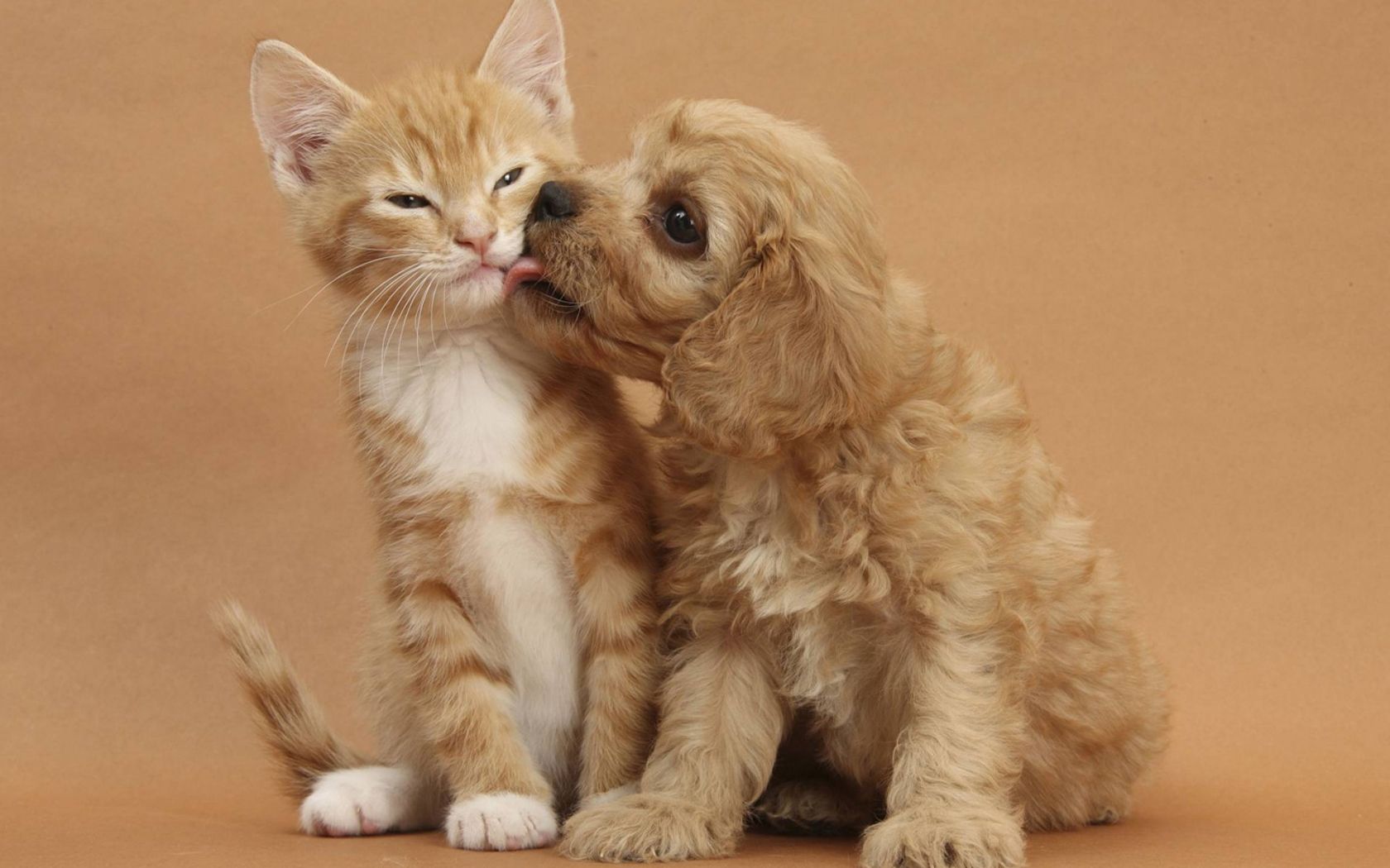Cute Cats and Dogs Wallpapers - 4k, HD Cute Cats and Dogs Backgrounds on  WallpaperBat