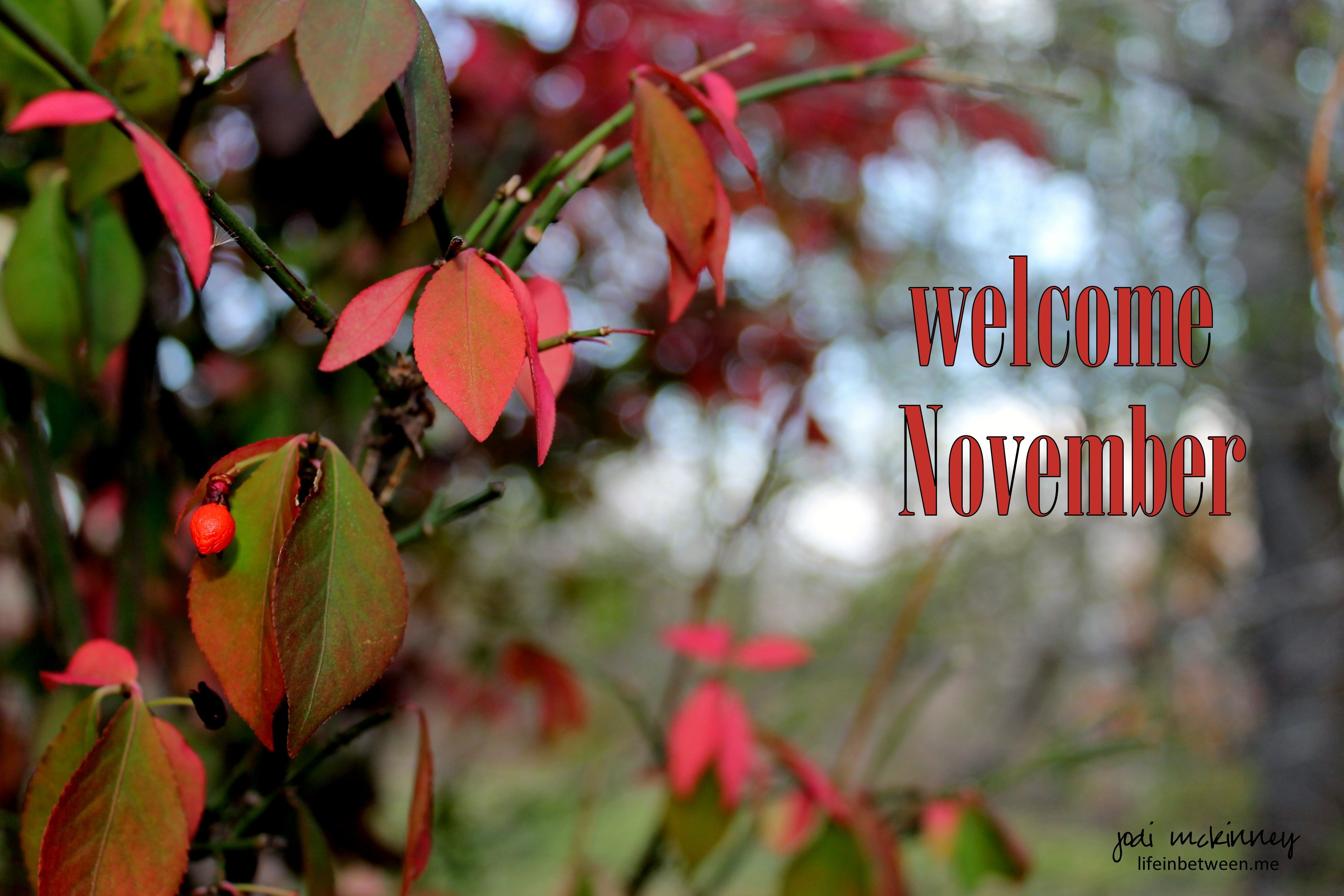 Welcome November Wallpapers - 4k, HD Welcome November Backgrounds on ...