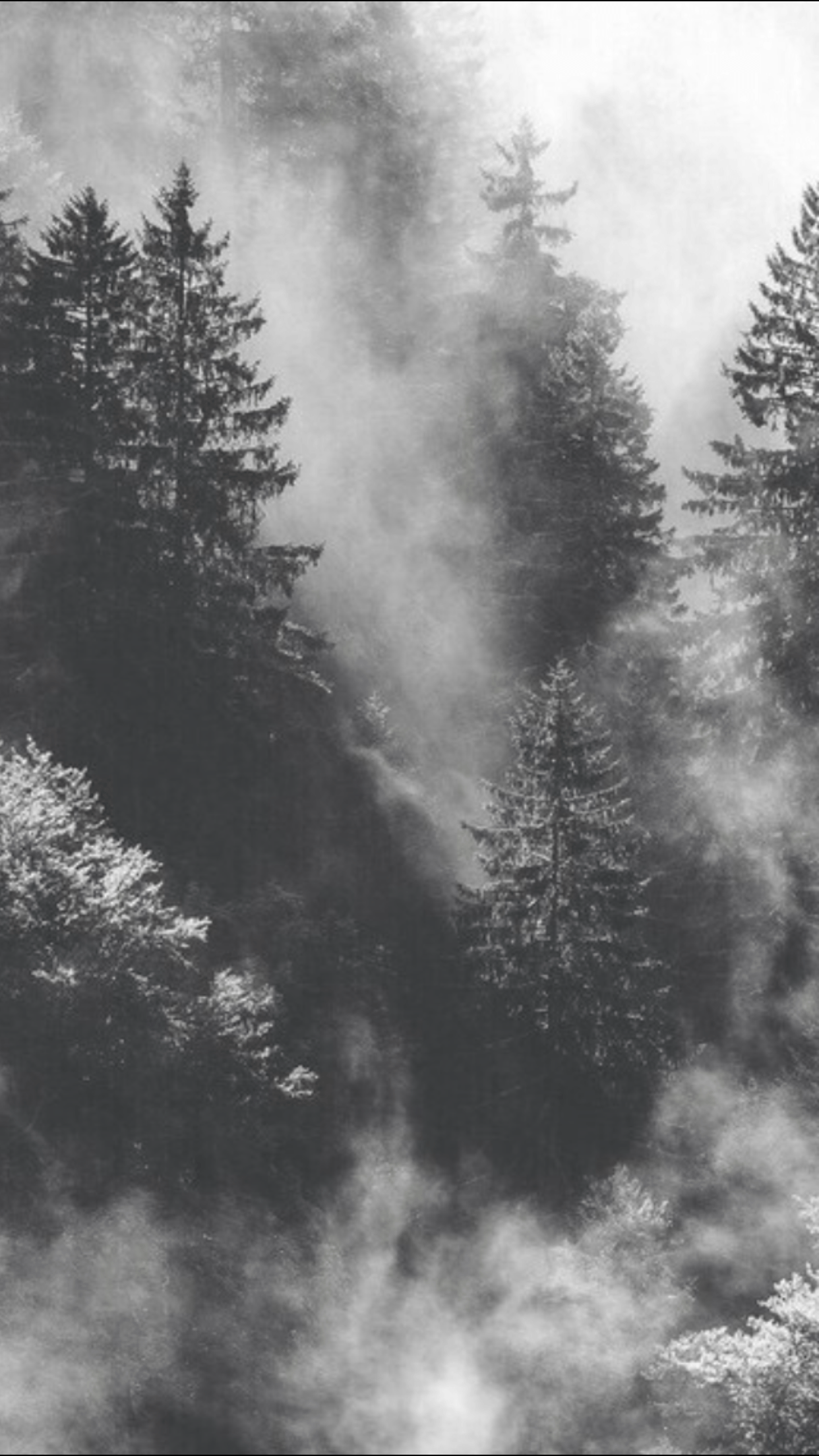 Black and White Forest Wallpapers - 4k, HD Black and White Forest Backgrounds on WallpaperBat