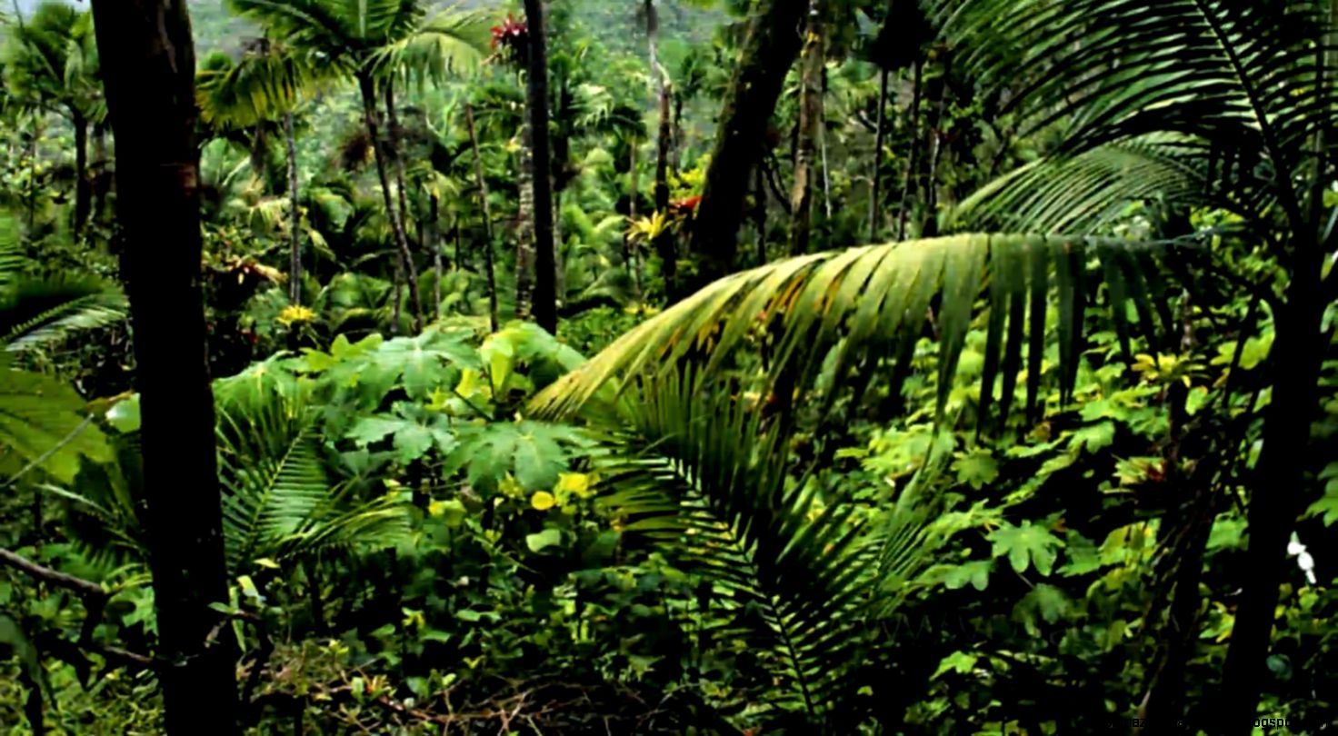 Amazon Rainforest Wallpapers - 4k, HD Amazon Rainforest Backgrounds on ...