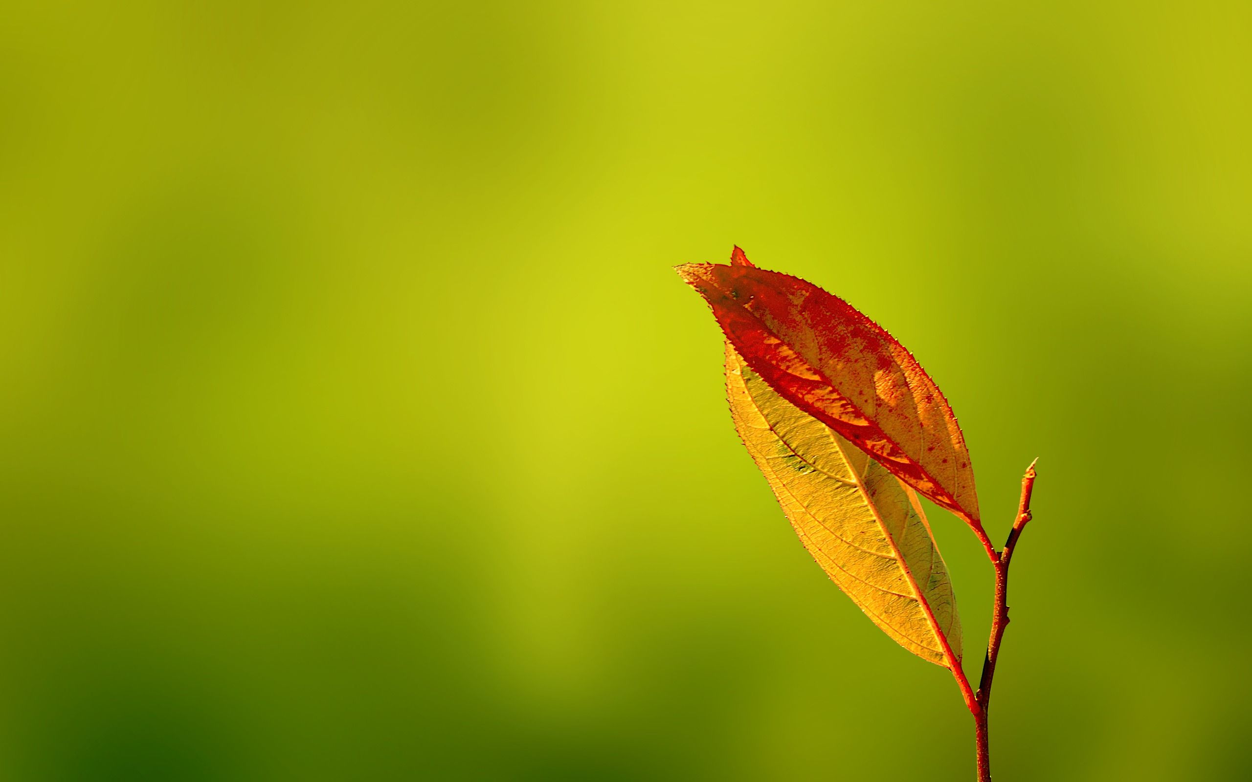 Simple Nature Background Hd