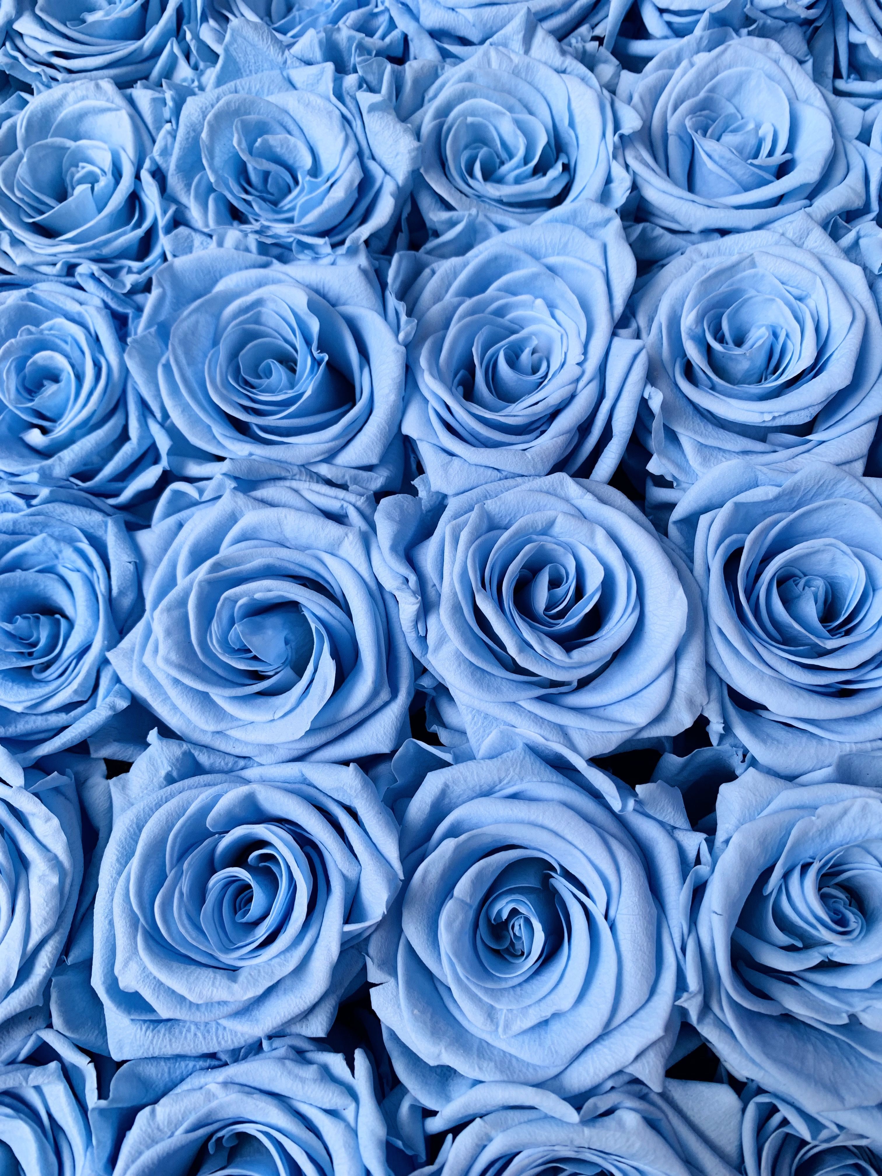 Blue And Pink Rose Wallpapers 4k Hd Blue And Pink Rose Backgrounds