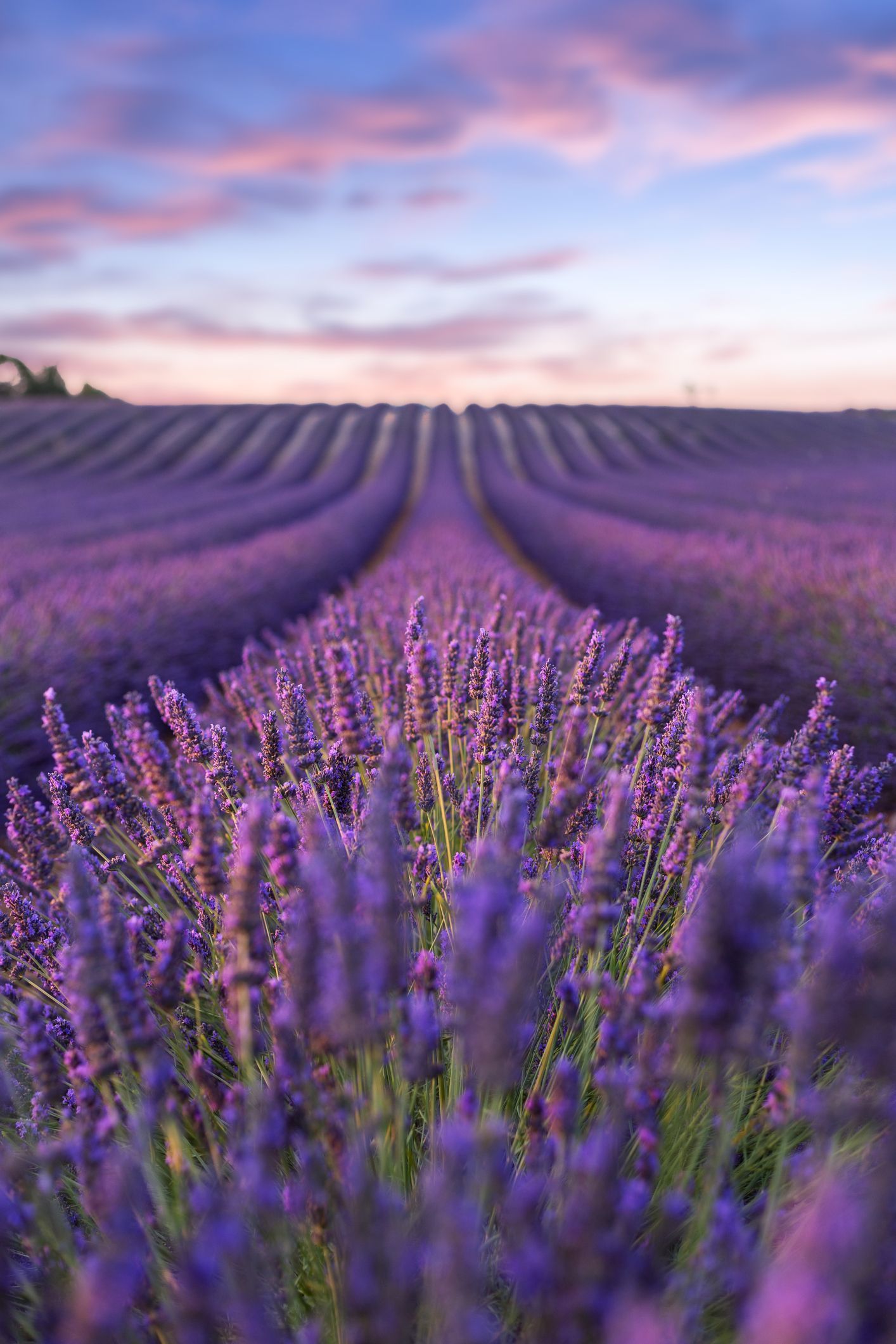 Lavender Fields Clouds Wallpapers 4k Hd Lavender Fields Clouds