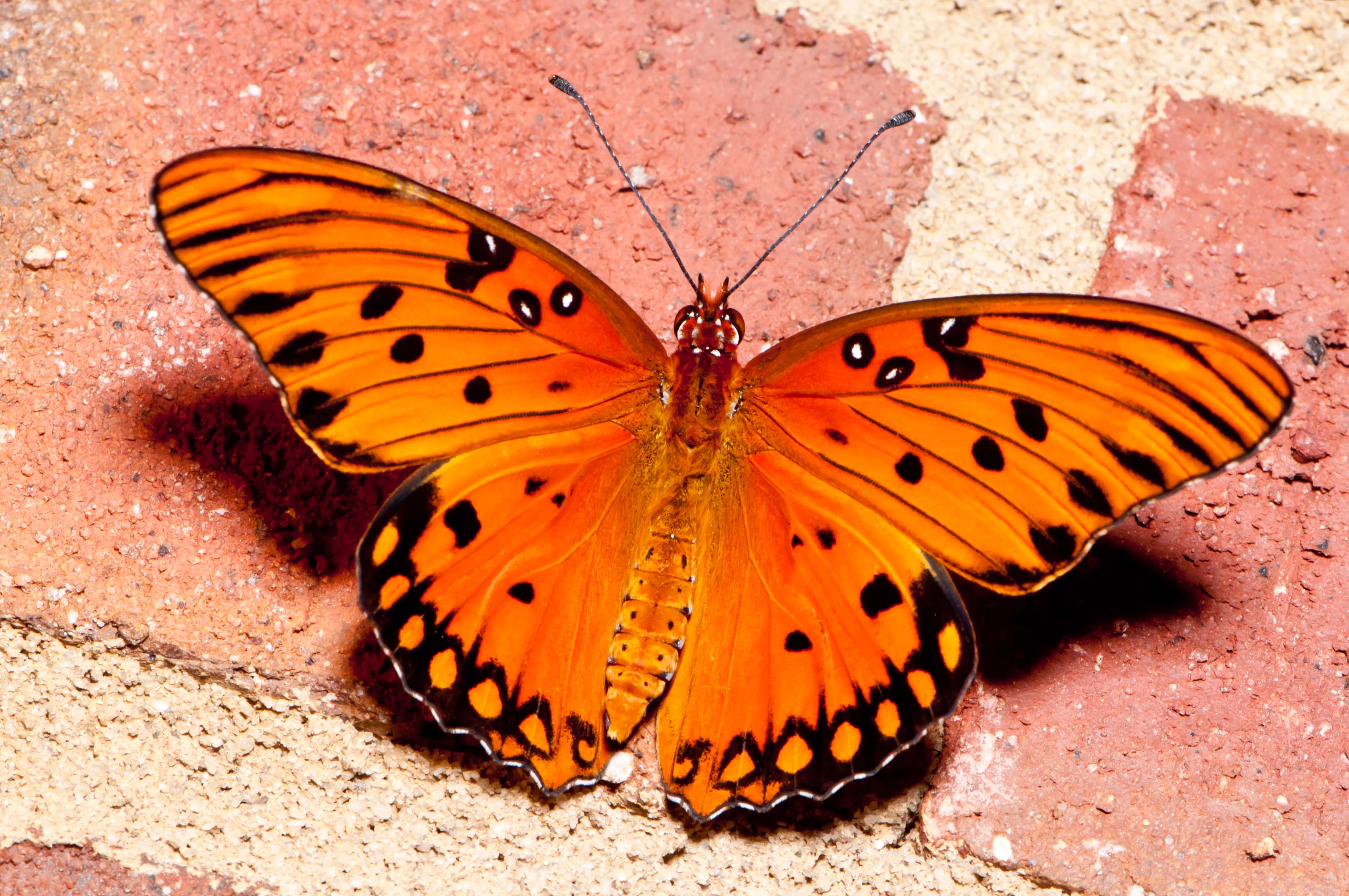 Orange Butterfly Wallpapers.