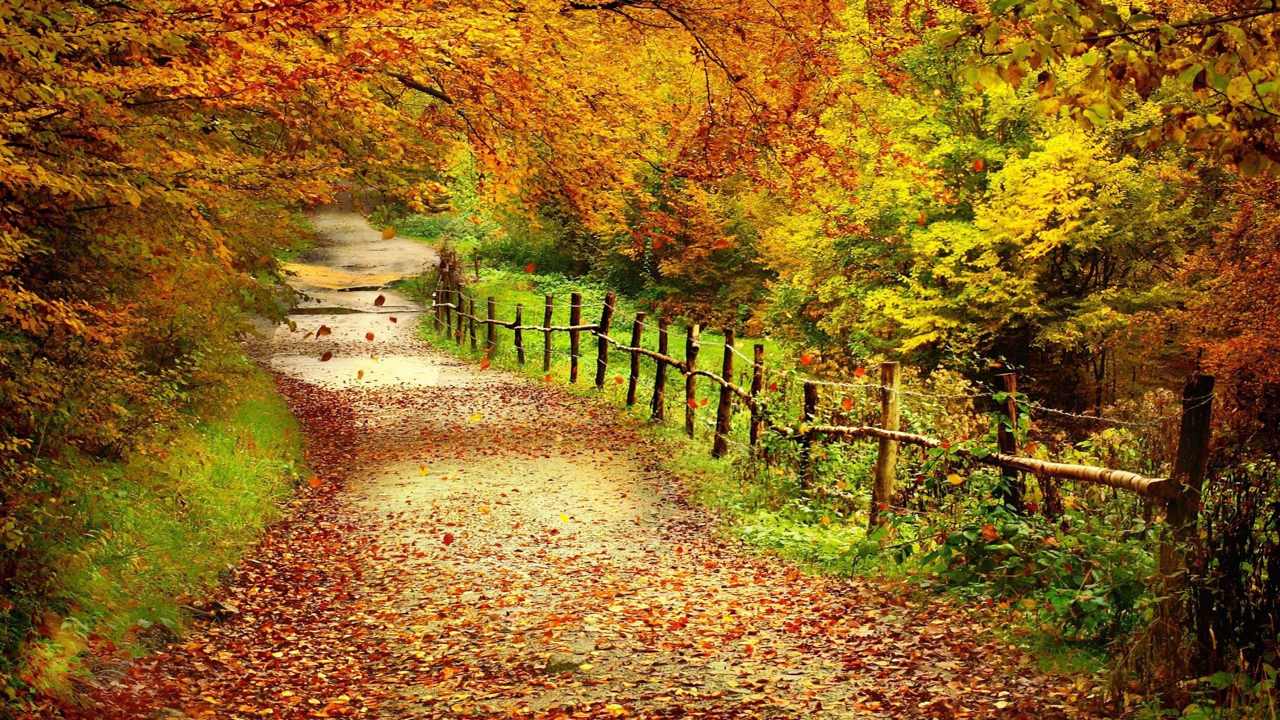 2560x1440 Autumn Landscape Wallpaper on WallpaperBat