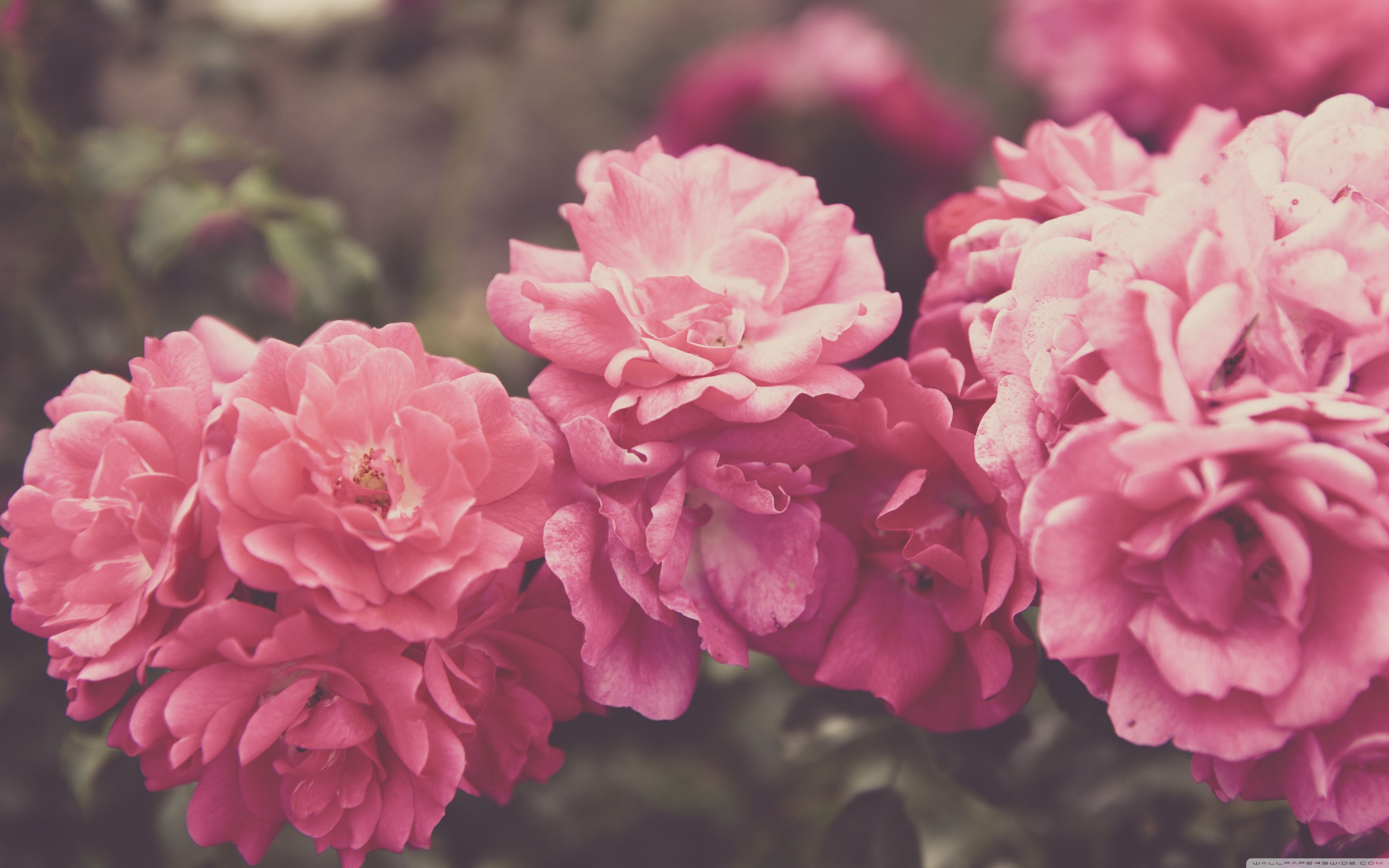 Vintage Peonies Desktop Wallpapers - 4k, HD Vintage Peonies Desktop ...