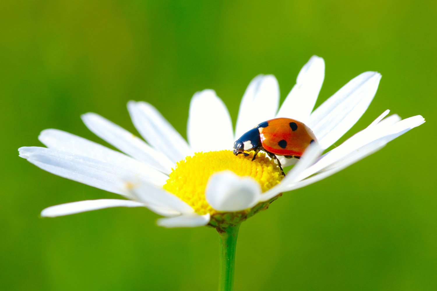 Flowers and Ladybugs Wallpapers - 4k, HD Flowers and Ladybugs