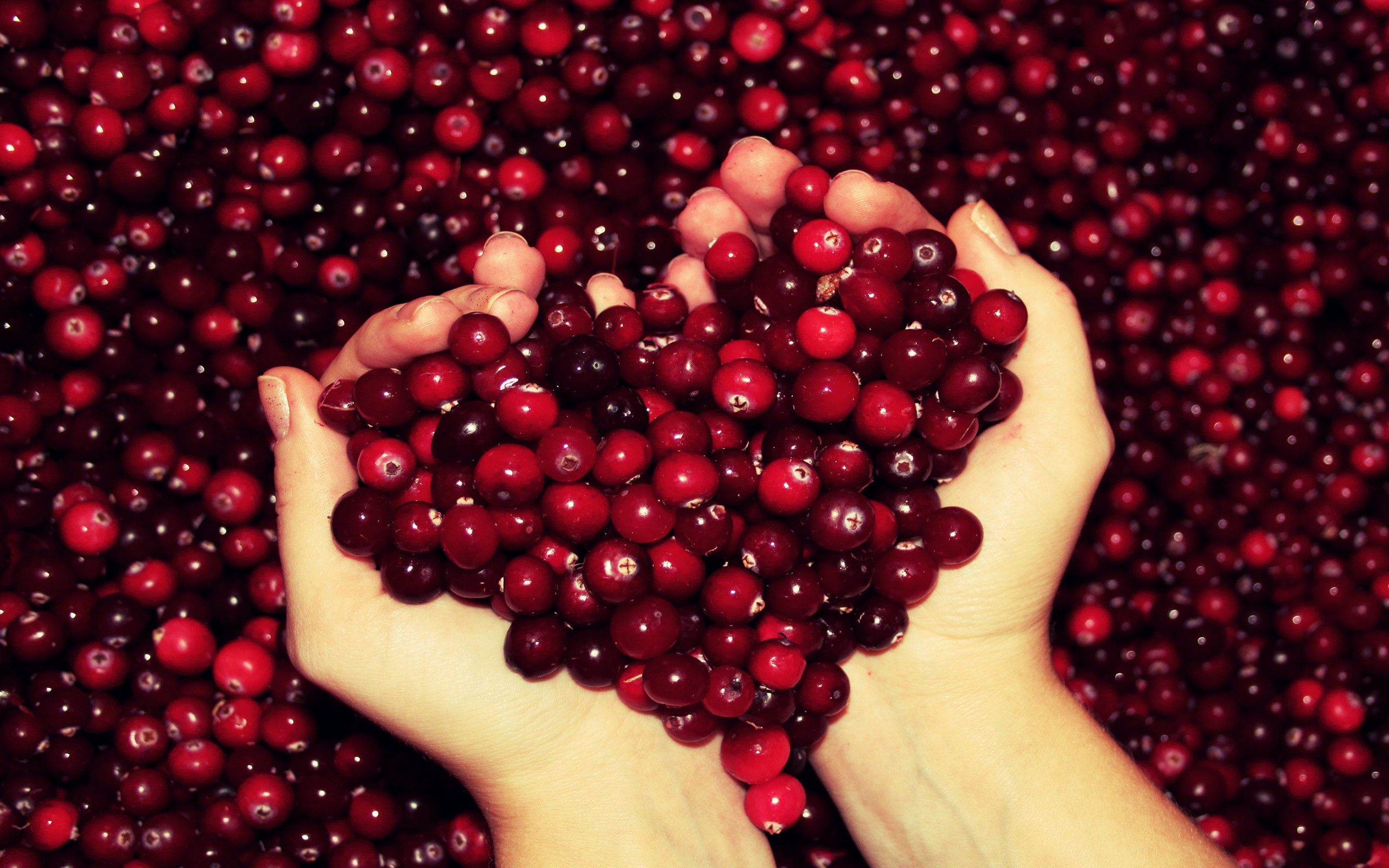 Cranberry Wallpapers - 4k, HD Cranberry Backgrounds on WallpaperBat