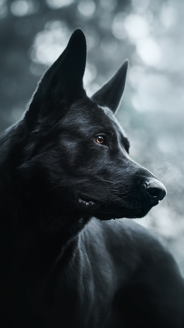 Black Dog Wallpapers - 4k, HD Black Dog Backgrounds on WallpaperBat