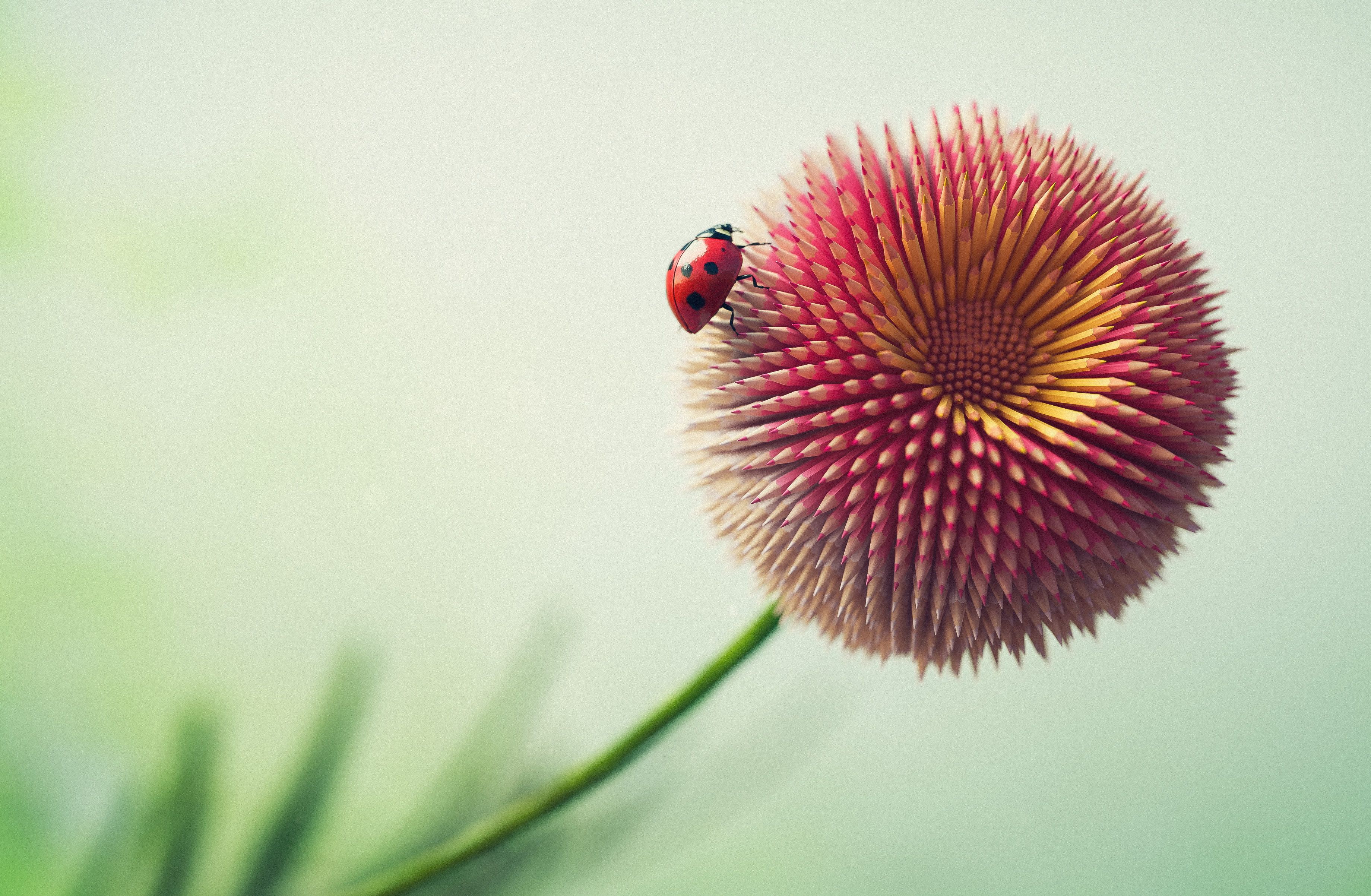 Flowers and Ladybugs Wallpapers - 4k, HD Flowers and Ladybugs