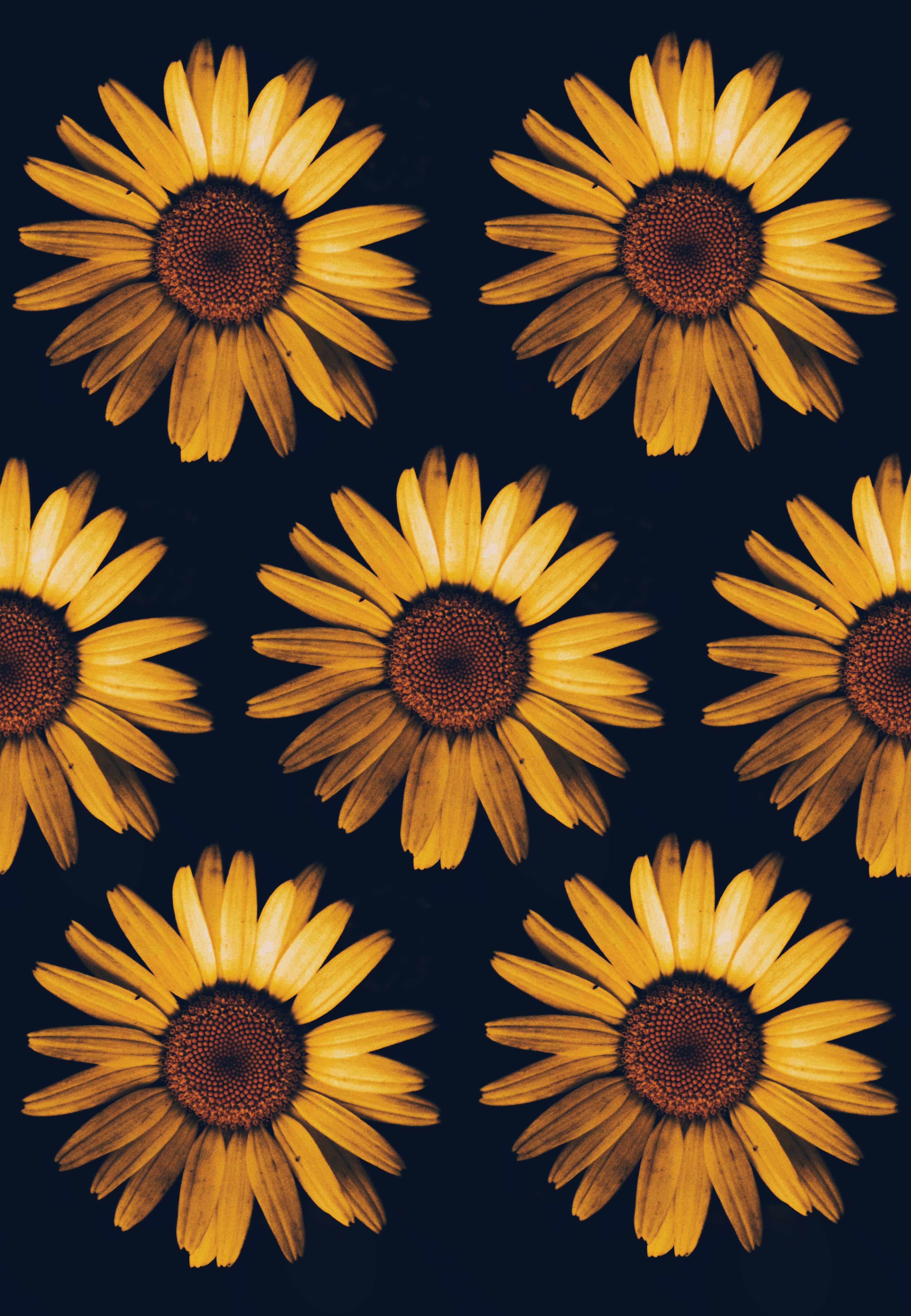 Sunflower Wallpapers.