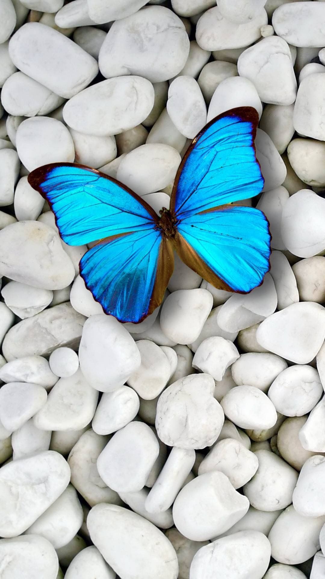 Butterflies iPhone Wallpapers - 4k, HD Butterflies iPhone Backgrounds