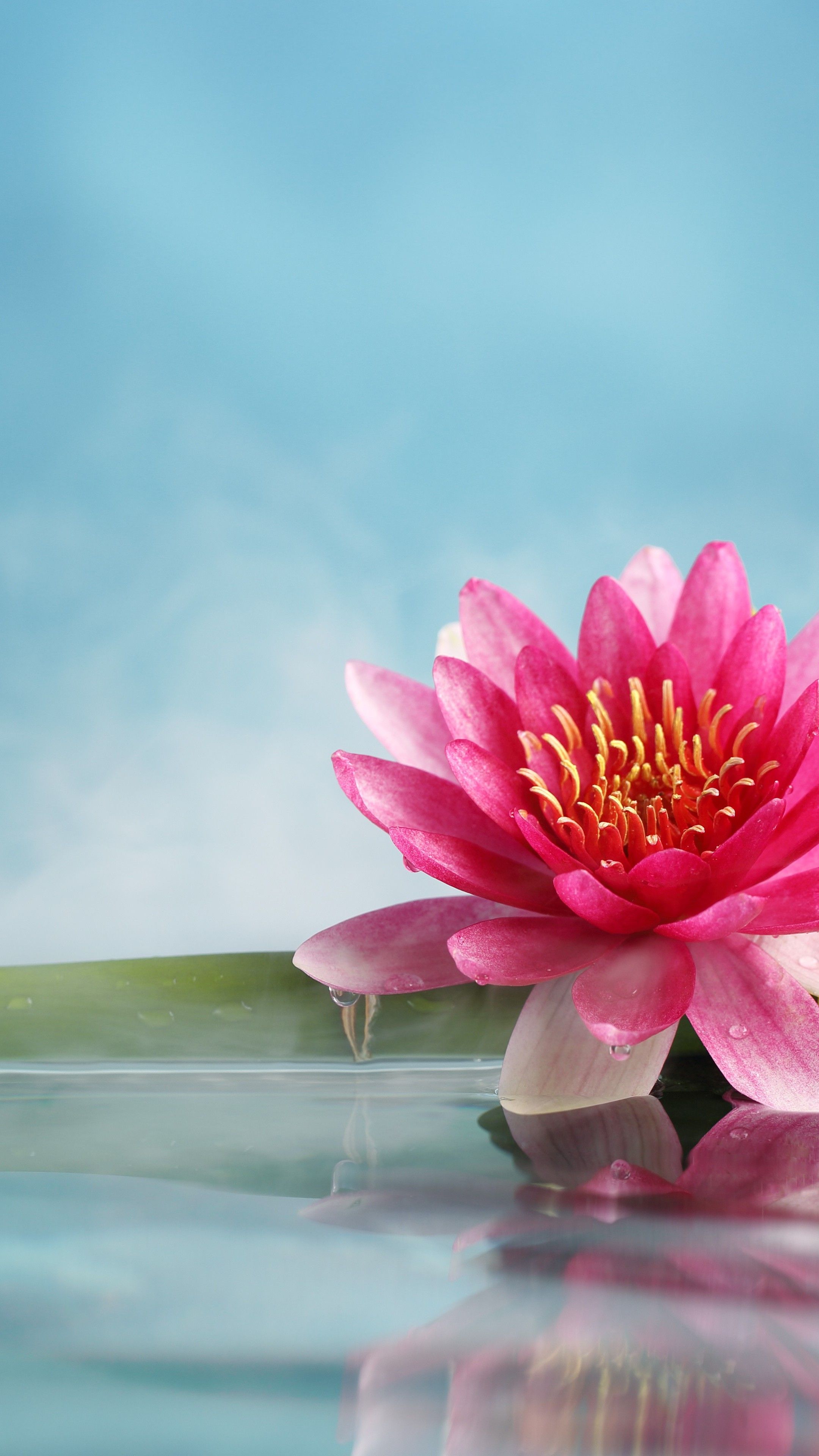 Lotus Wallpapers 4k Hd Lotus Backgrounds On Wallpaperbat 0558