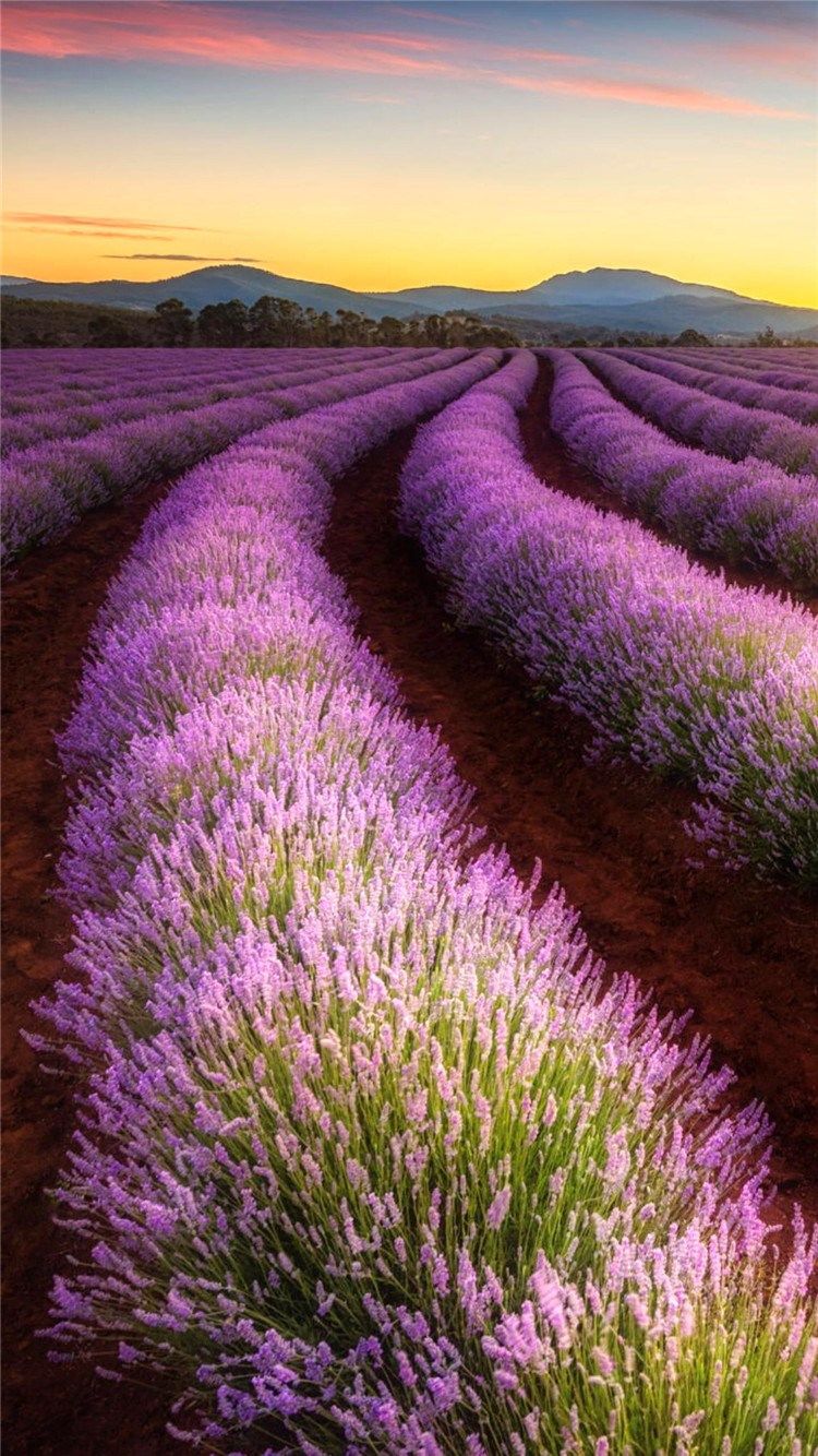 Fields of Lavender iPhone Wallpapers - 4k, HD Fields of Lavender iPhone ...