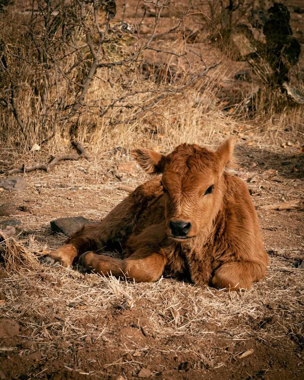 Baby Cow Wallpapers - 4k, HD Baby Cow Backgrounds on WallpaperBat