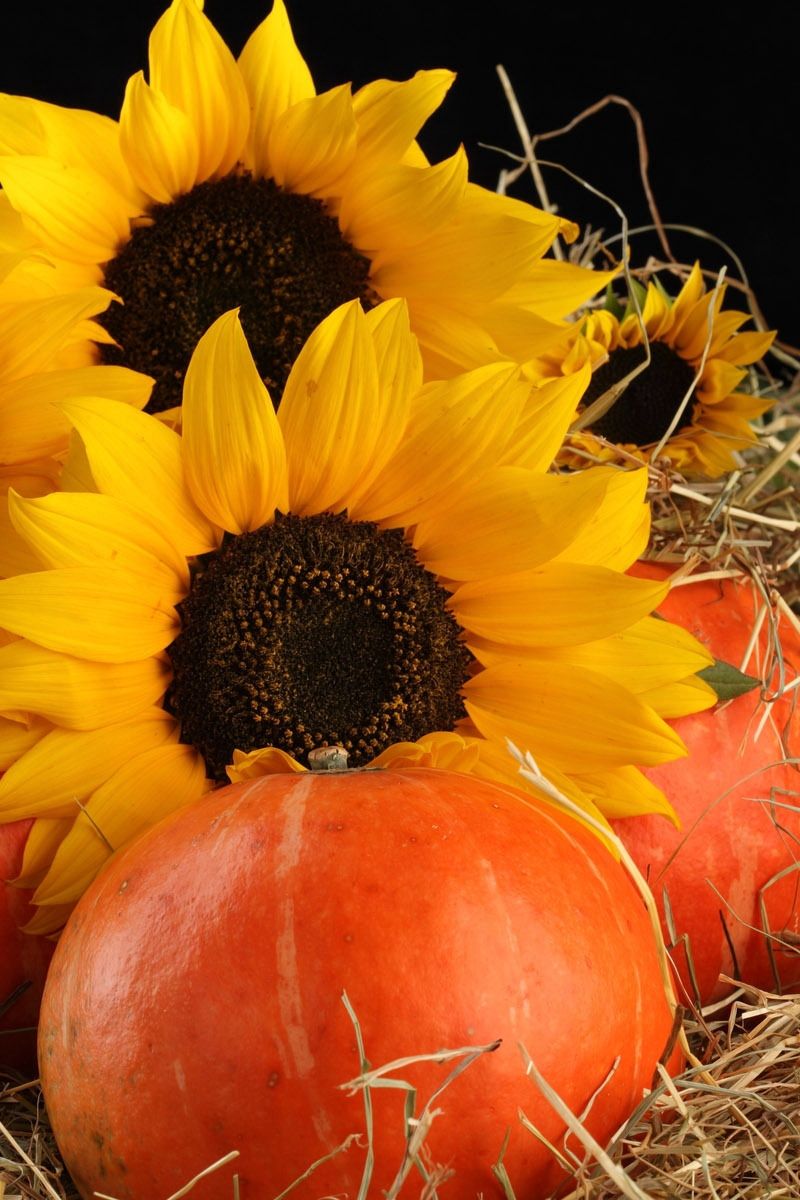 Pumpkin Sunflower Wallpapers - 4k, HD Pumpkin Sunflower Backgrounds on ...