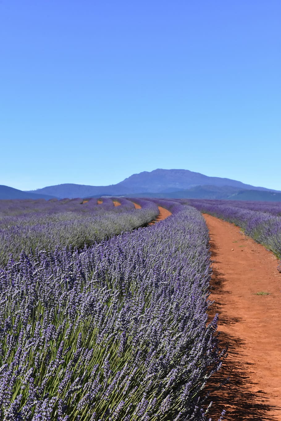 910x1365 HD wallpaper: Lavander field, australia, tasmania, lavender fields ... Wallpaper