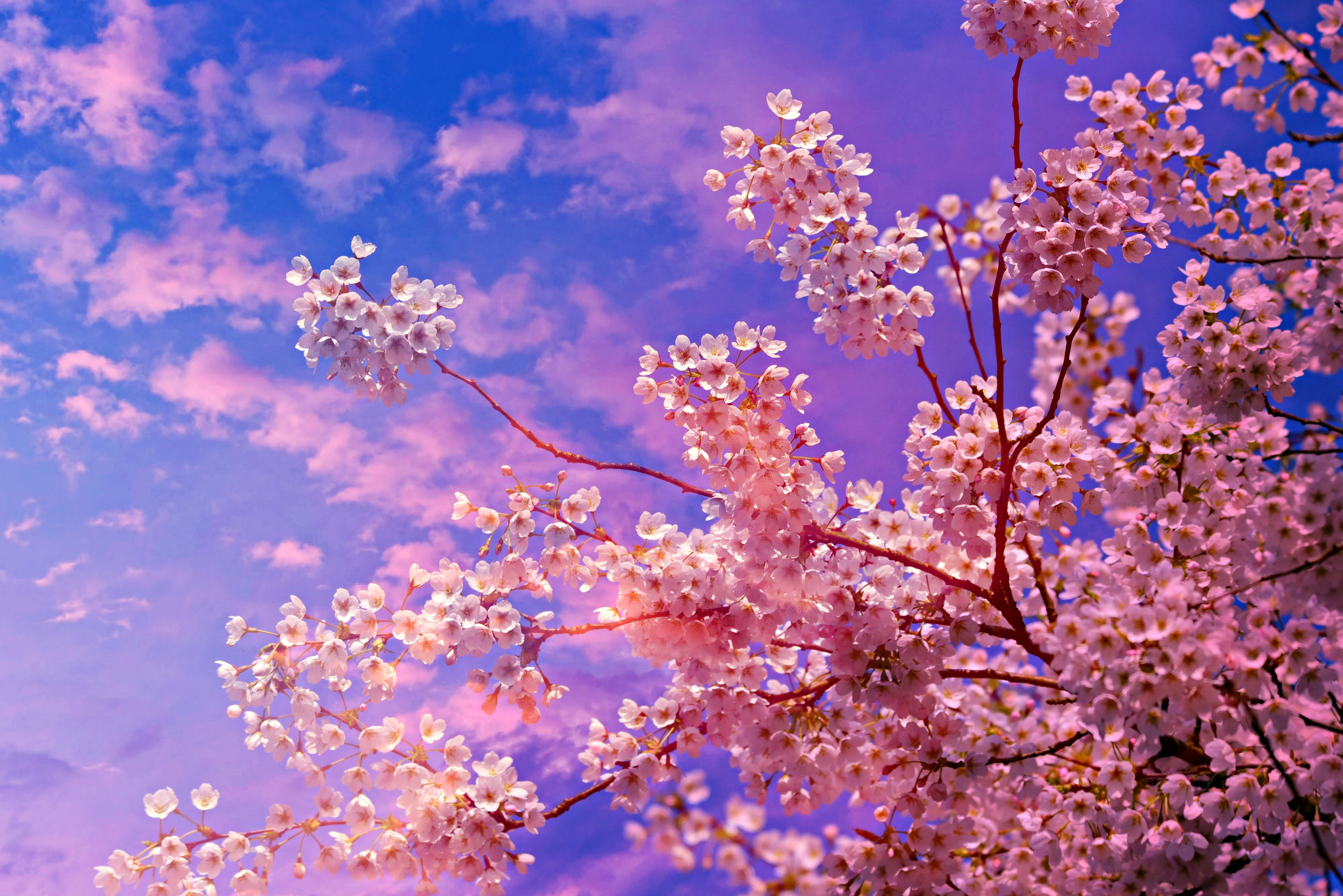 Cherry blossom onlyfan