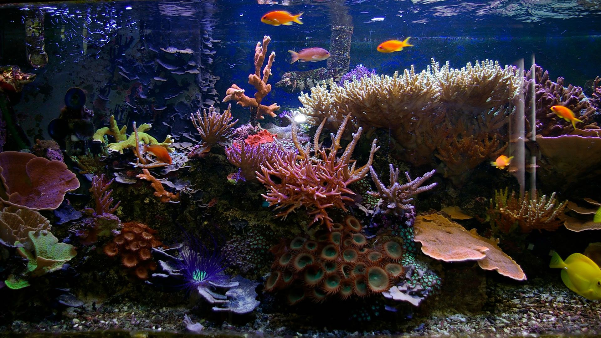 aquarium screensavers for mac free