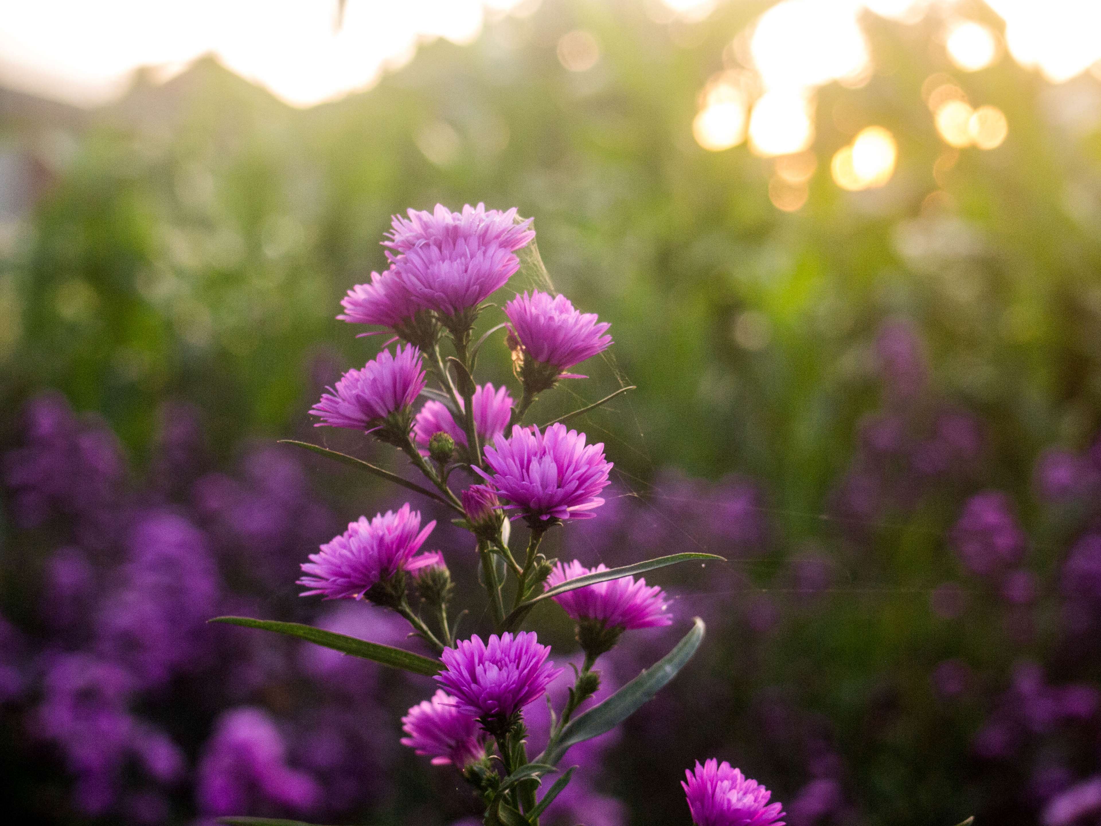 Purple Flower Garden Wallpapers - 4k, HD Purple Flower Garden