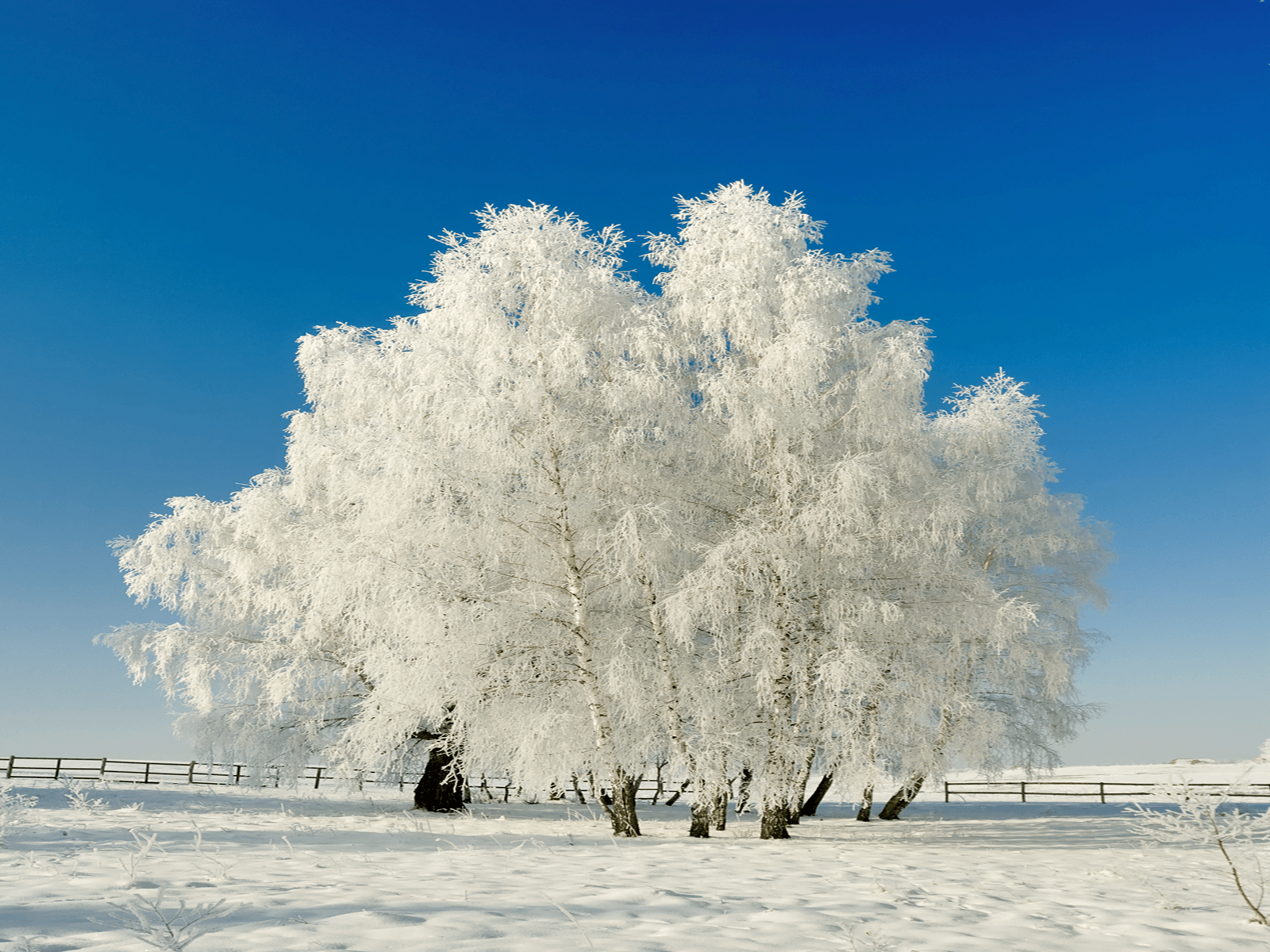 Winter Tree Wallpapers - 4k, HD Winter Tree Backgrounds on WallpaperBat