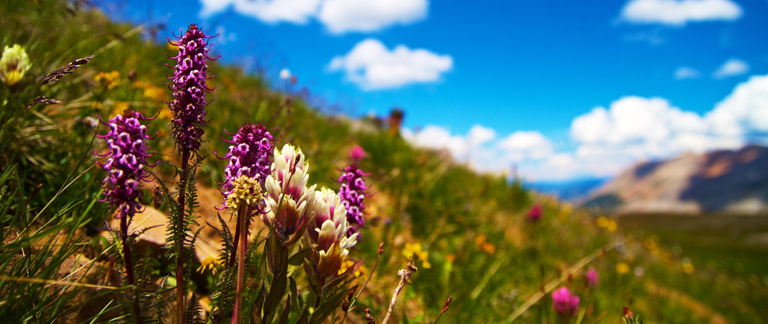 Flower Field Wallpapers - 4k, HD Flower Field Backgrounds on WallpaperBat