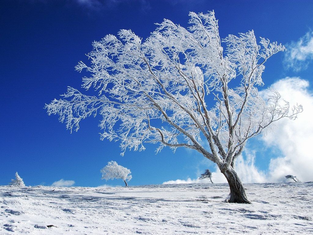 1024x768 Free download Winter wallpaper backgrounds winter wallpaper Funny ... Wallpaper