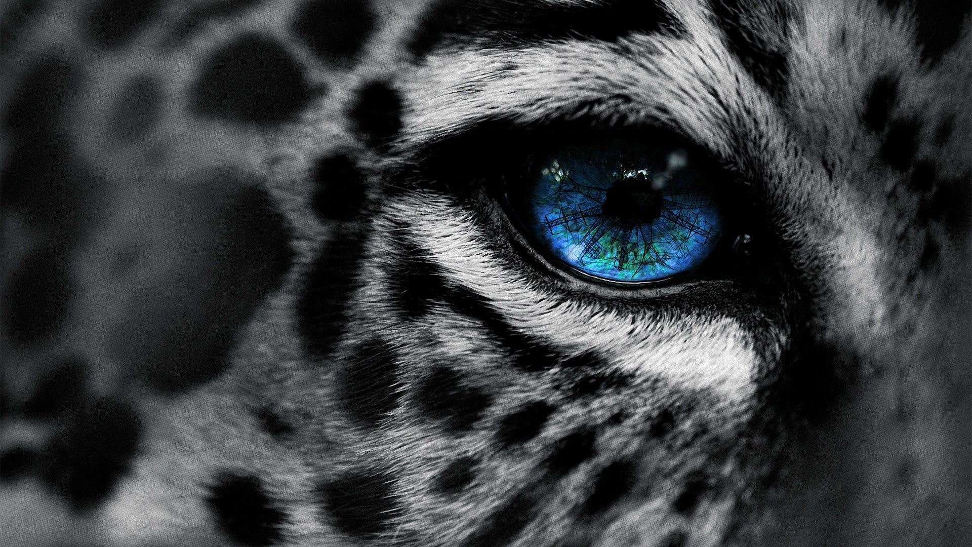 1920x1080 Beautiful Wild Animals Wallpaper - Blue Eyed Snow Leopard on WallpaperBat
